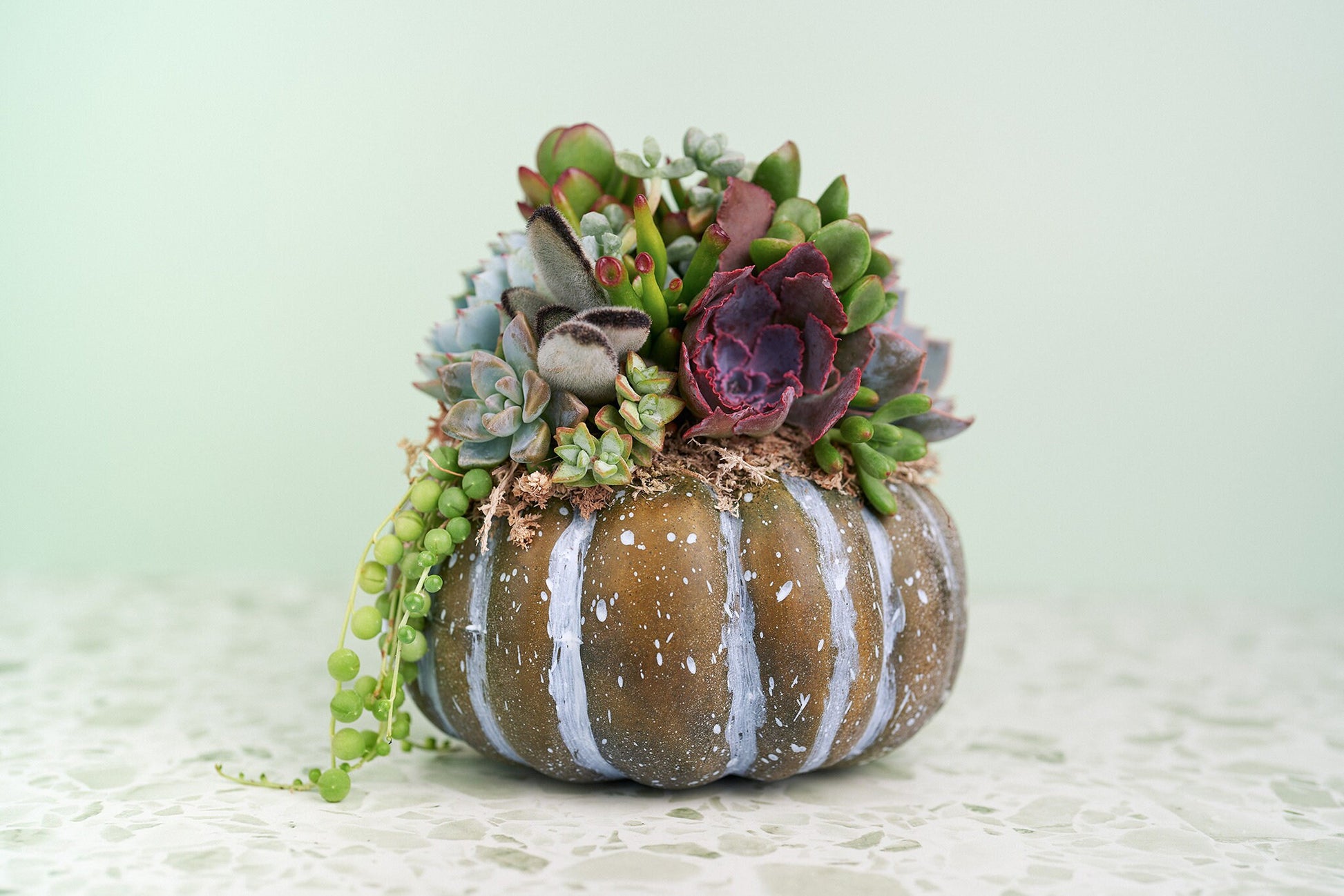 Medium Blue-Green Succulent Pumpkin | Fall Gift for Housewarming & Hosts | Autumn Table Decor | Halloween-Thanksgiving Decor