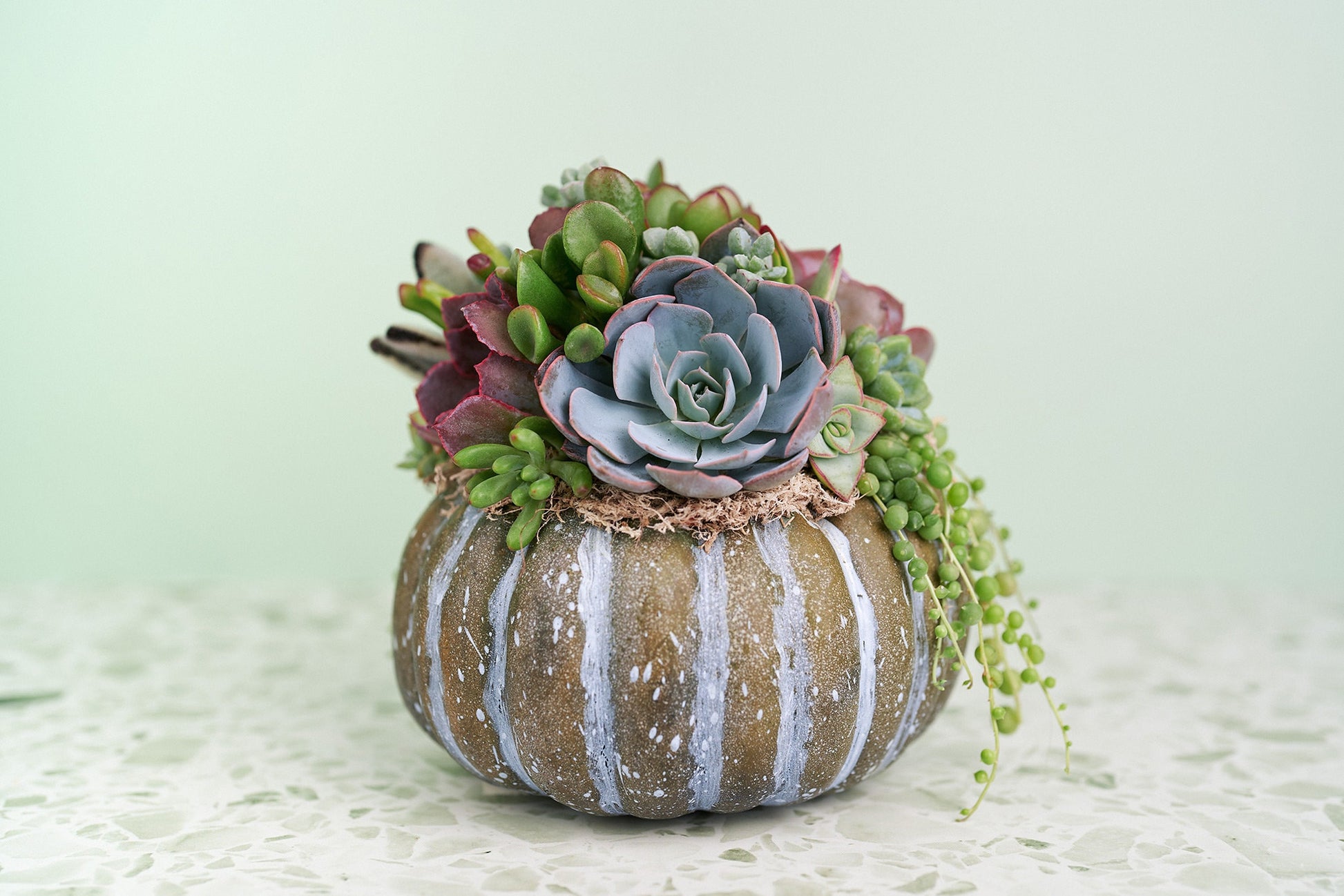 Medium Blue-Green Succulent Pumpkin | Fall Gift for Housewarming & Hosts | Autumn Table Decor | Halloween-Thanksgiving Decor