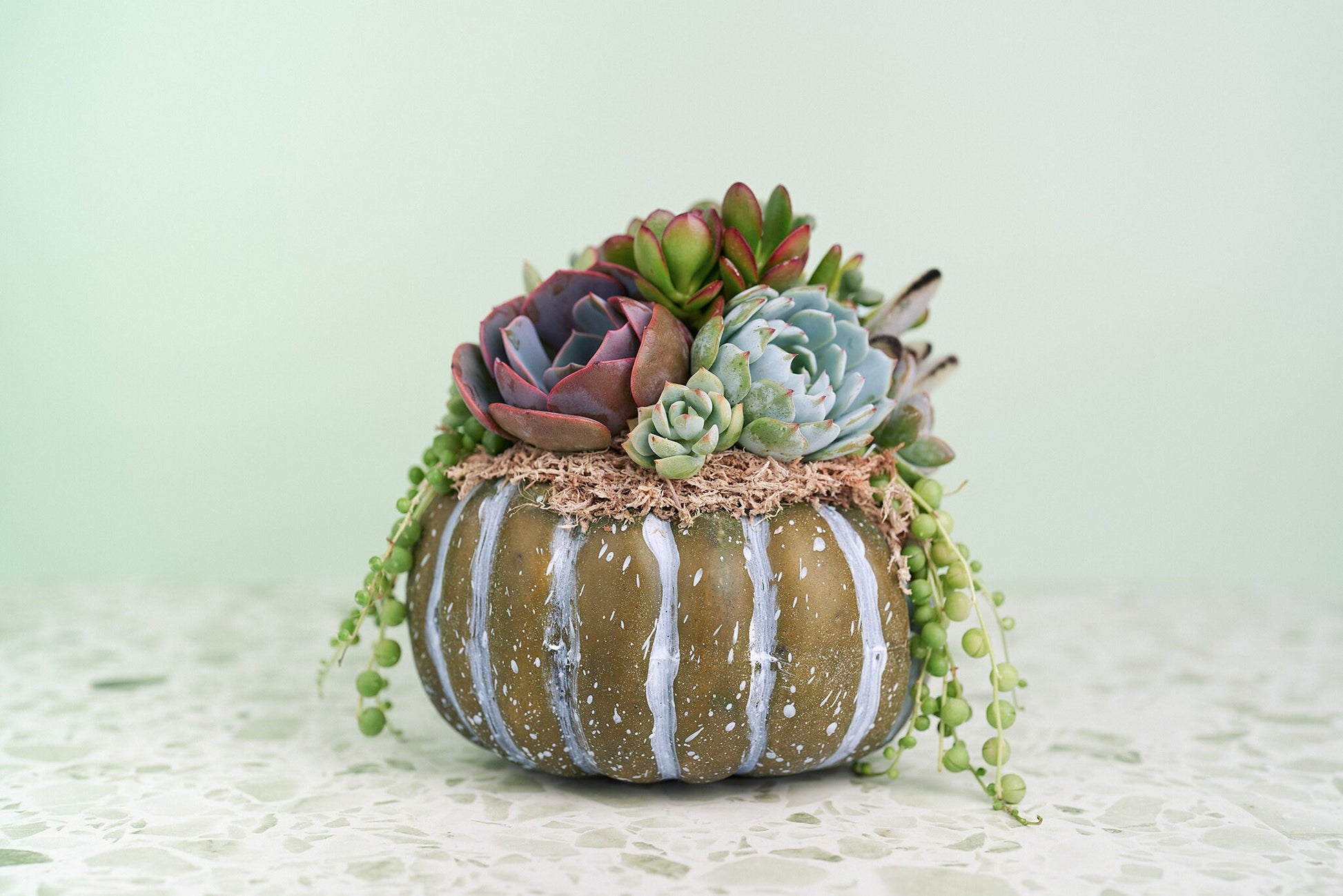 Medium Blue-Green Succulent Pumpkin | Fall Gift for Housewarming & Hosts | Autumn Table Decor | Halloween-Thanksgiving Decor