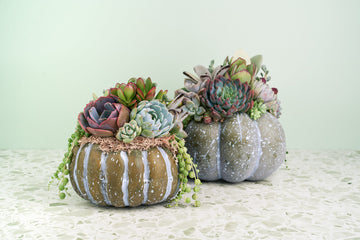 Medium Blue-Green Succulent Pumpkin | Fall Gift for Housewarming & Hosts | Autumn Table Decor | Halloween-Thanksgiving Decor