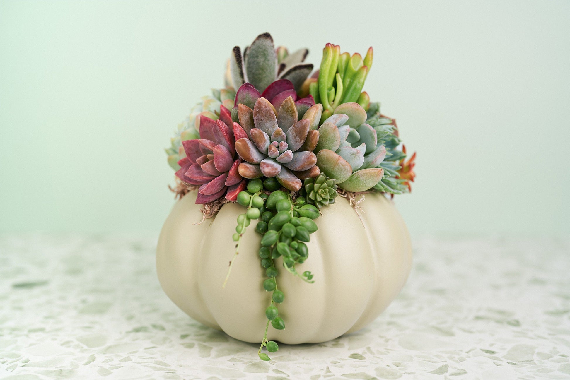 Sage Green Succulent Pumpkin | Fall Gift for Housewarming & Hosts | Autumn Table Decor | Halloween- Thanksgiving Decor