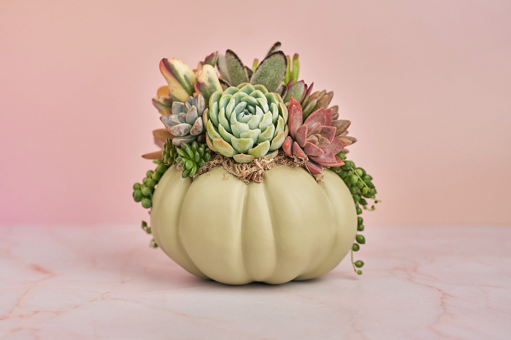 Sage Green Succulent Pumpkin | Fall Gift for Housewarming & Hosts | Autumn Table Decor | Halloween- Thanksgiving Decor