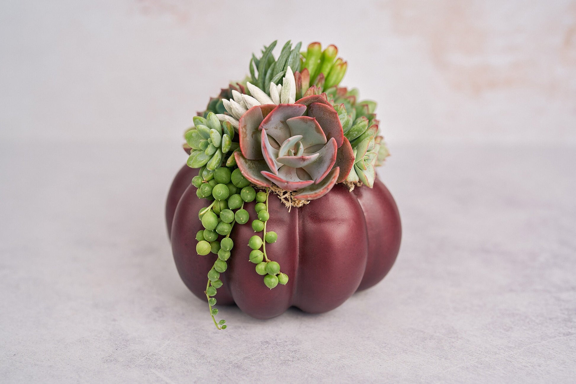 Medium Plum Succulent Pumpkin | Fall Gift for Housewarming & Hosts | Autumn Table Decor | Thanksgiving-Halloween Decor