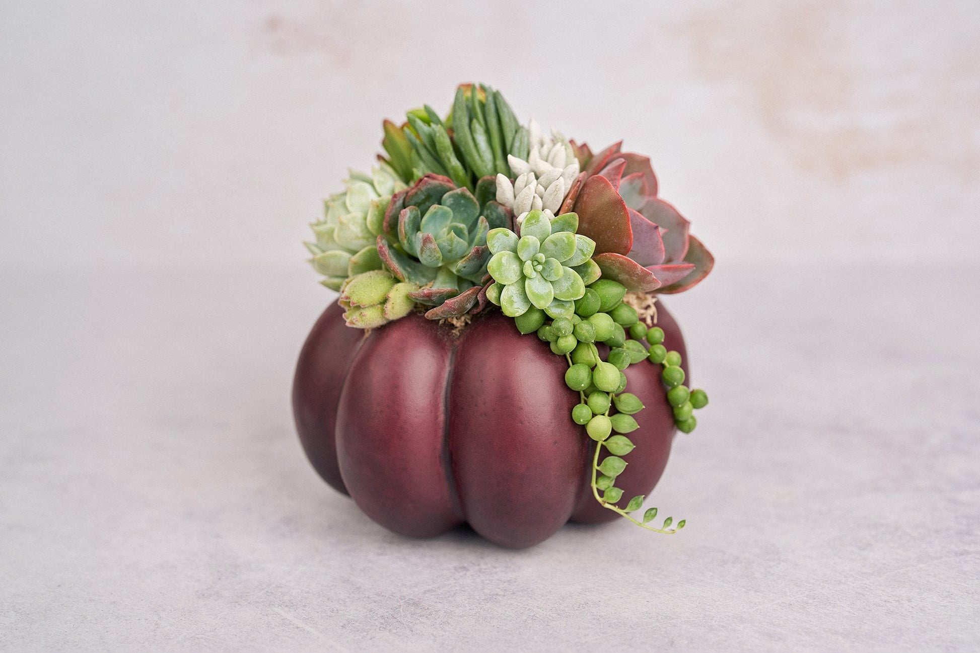 Medium Plum Succulent Pumpkin | Fall Gift for Housewarming & Hosts | Autumn Table Decor | Thanksgiving-Halloween Decor