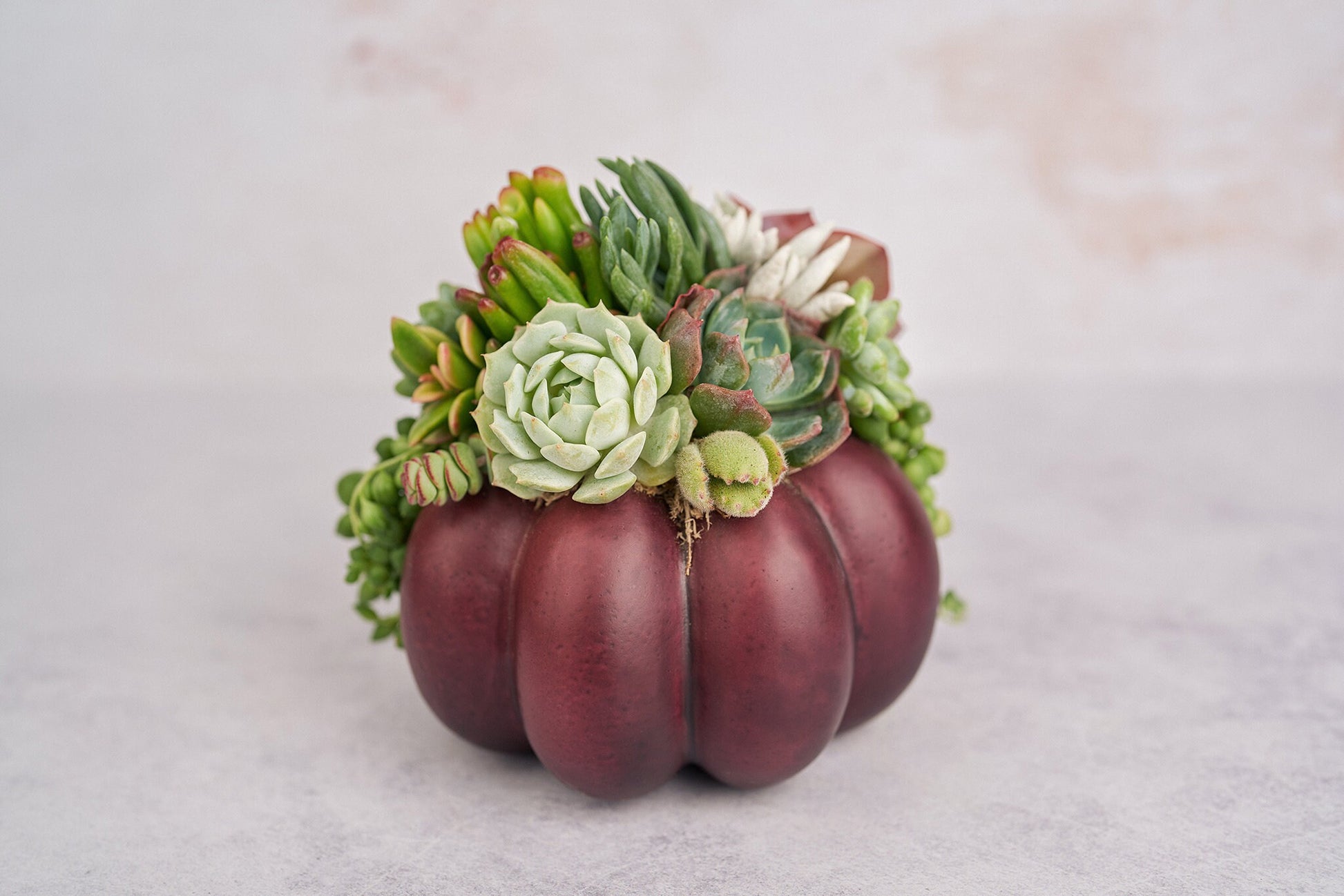 Medium Plum Succulent Pumpkin | Fall Gift for Housewarming & Hosts | Autumn Table Decor | Thanksgiving-Halloween Decor