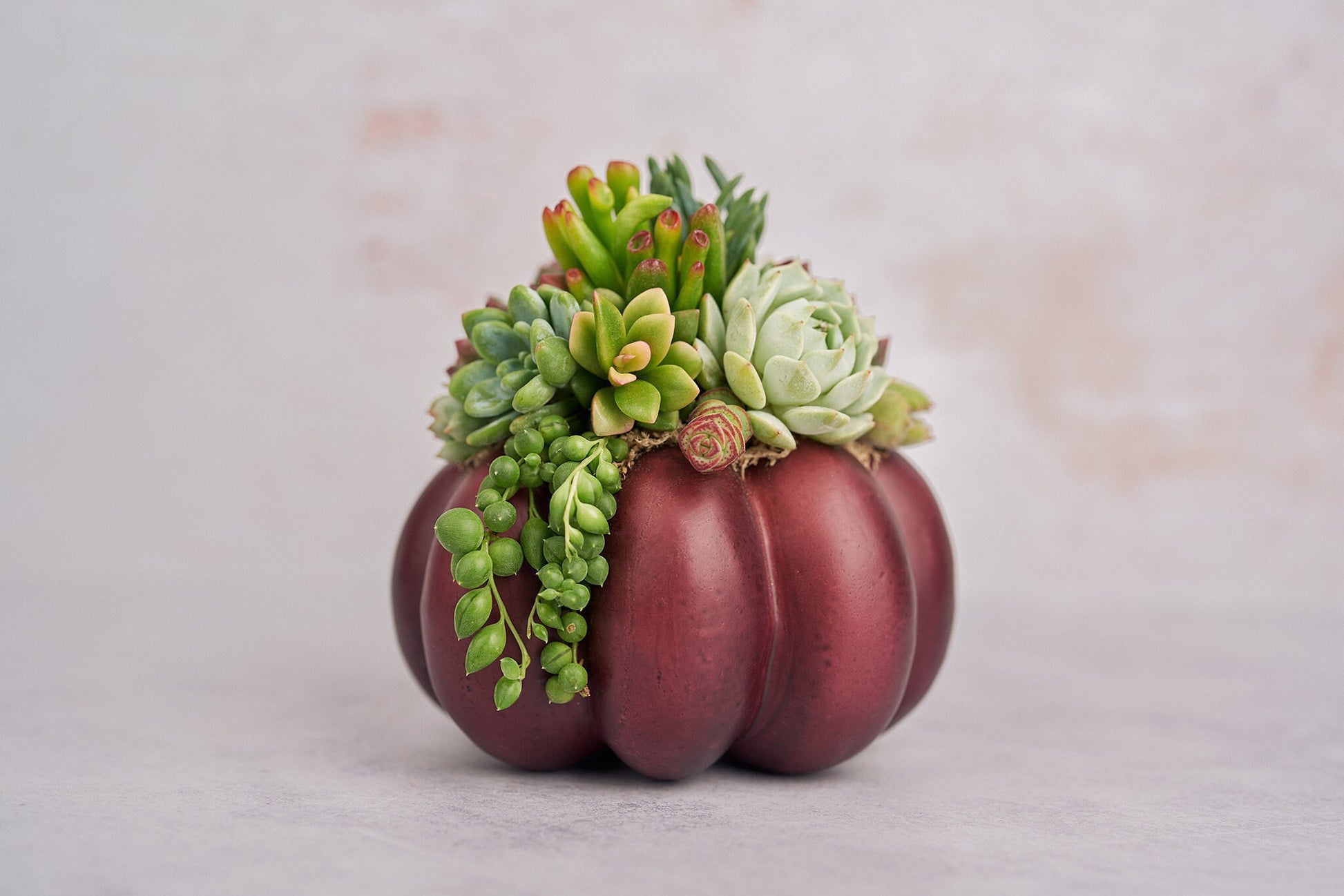 Medium Plum Succulent Pumpkin | Fall Gift for Housewarming & Hosts | Autumn Table Decor | Thanksgiving-Halloween Decor