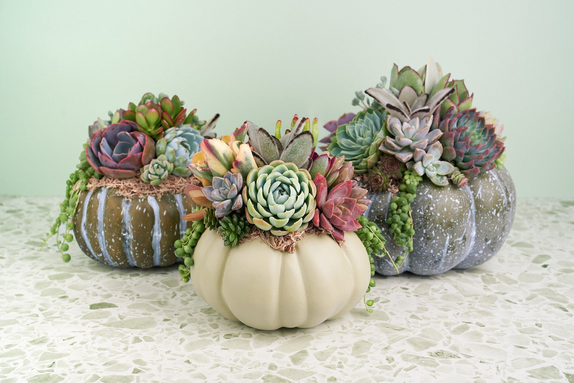 Large Blue-Green Succulent Pumpkin | Fall Gift for Housewarming & Hosts | Autumn Table Decor | Halloween- Thanksgiving Decor