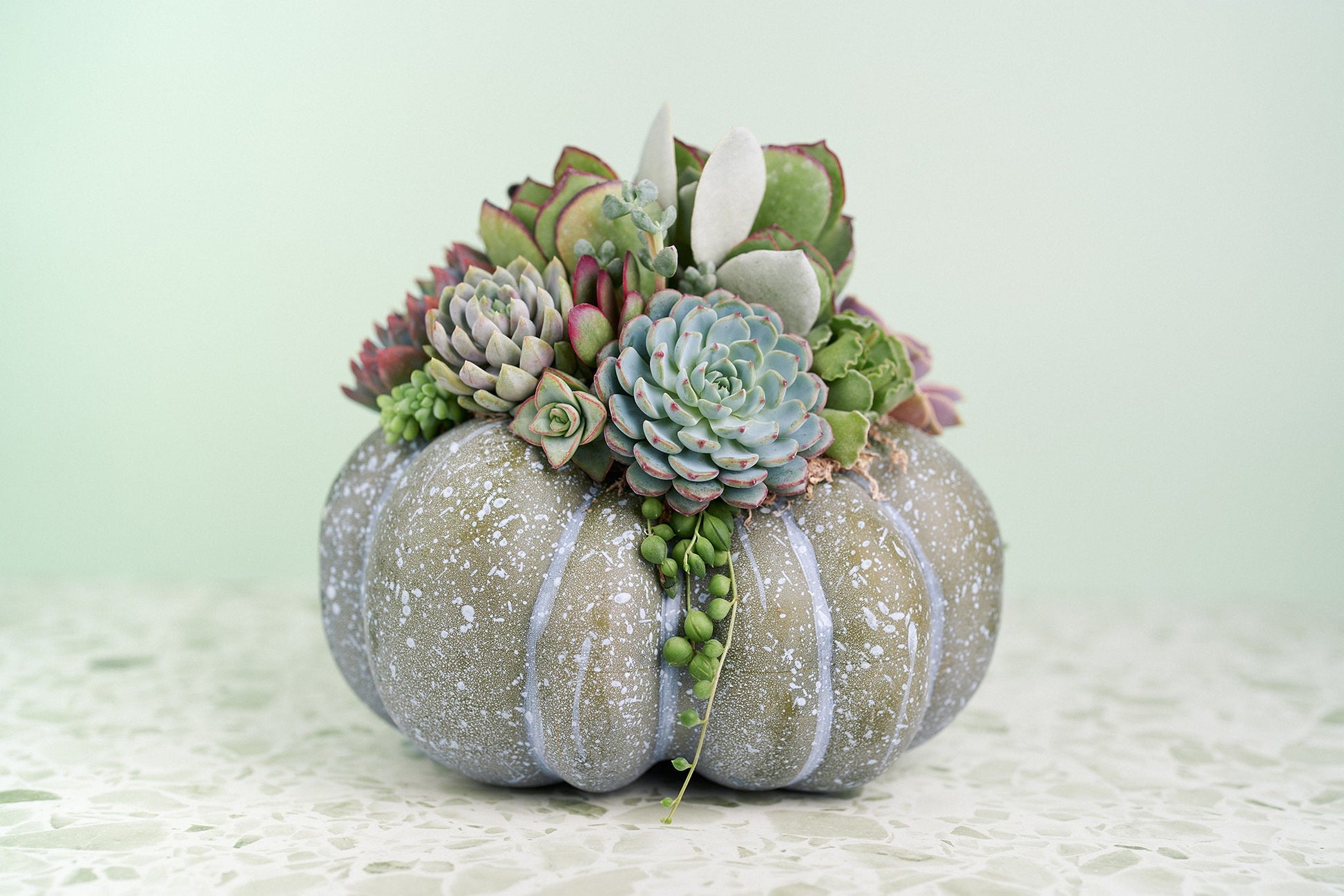 Large Blue-Green Succulent Pumpkin | Fall Gift for Housewarming & Hosts | Autumn Table Decor | Halloween- Thanksgiving Decor