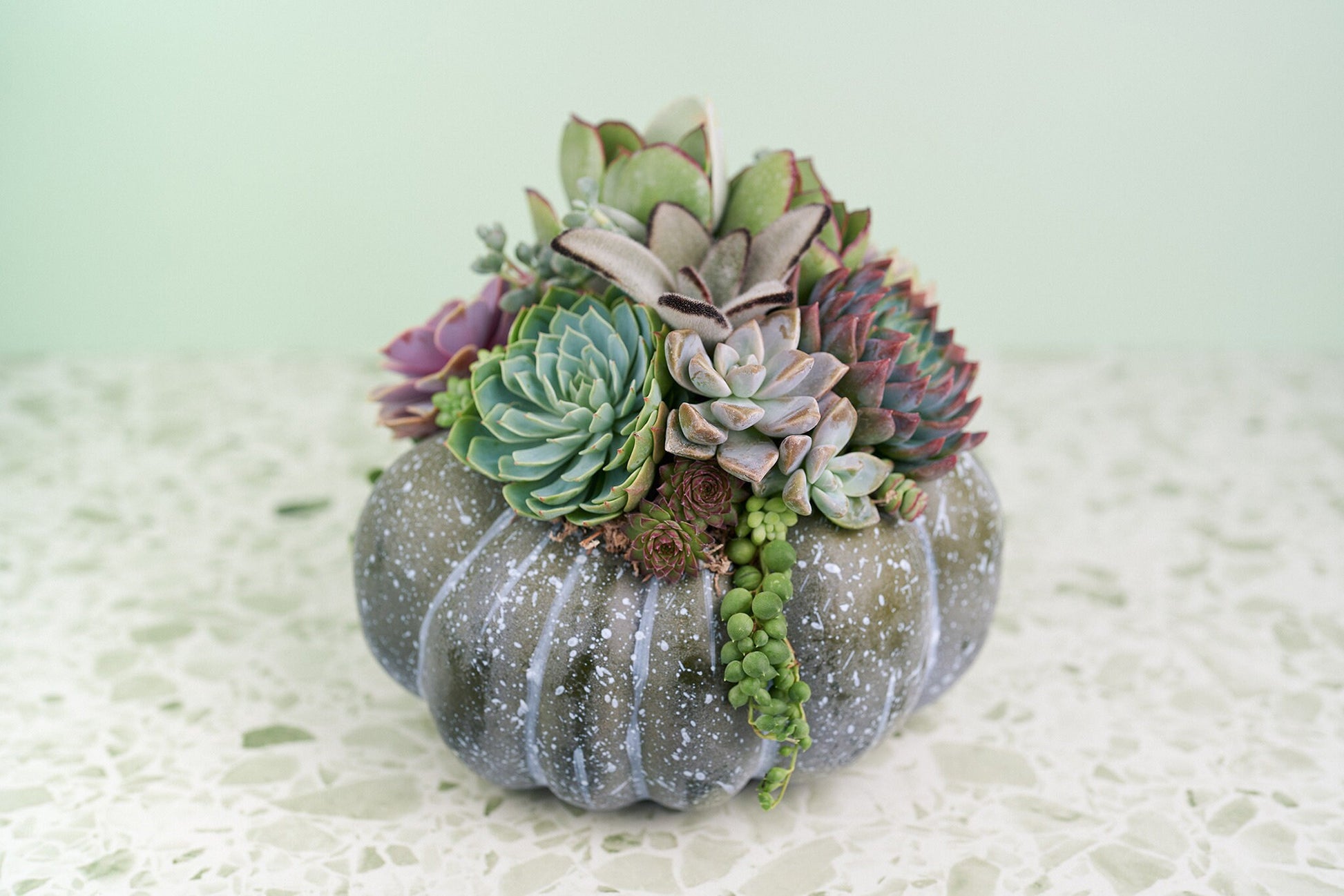 Large Blue-Green Succulent Pumpkin | Fall Gift for Housewarming & Hosts | Autumn Table Decor | Halloween- Thanksgiving Decor