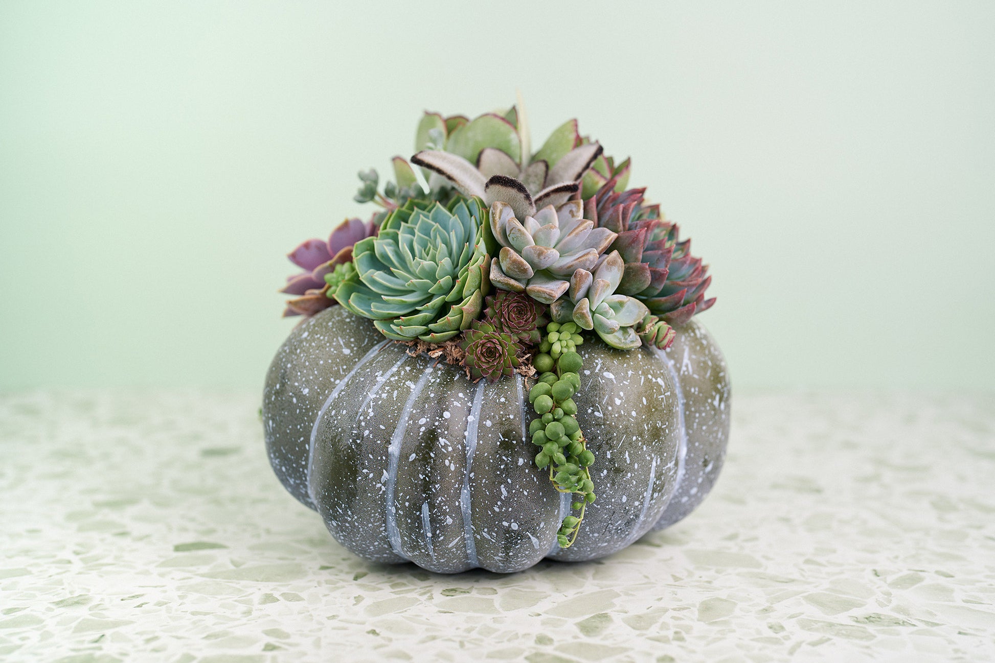 Large Blue-Green Succulent Pumpkin | Fall Gift for Housewarming & Hosts | Autumn Table Decor | Halloween- Thanksgiving Decor