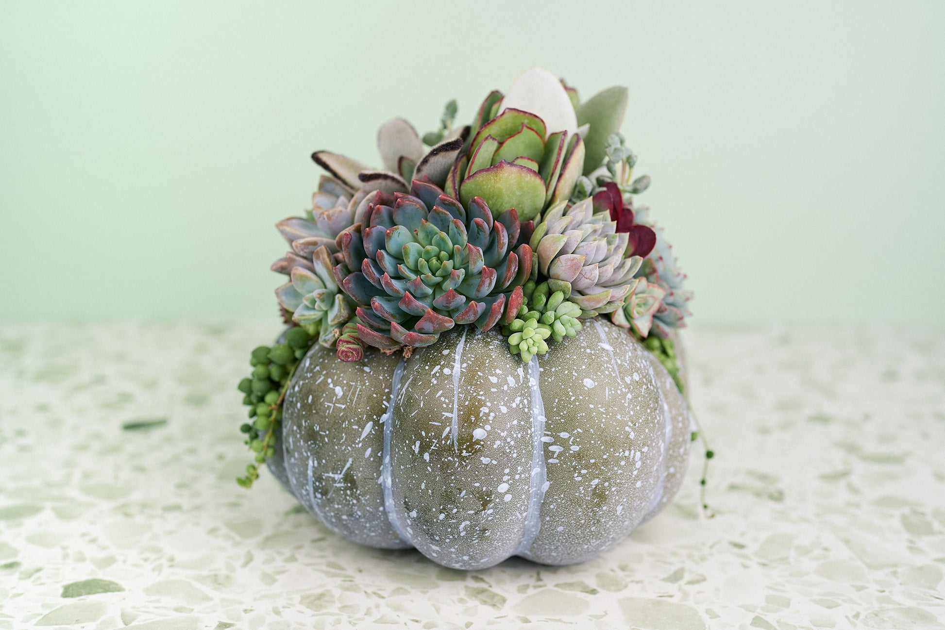 Large Blue-Green Succulent Pumpkin | Fall Gift for Housewarming & Hosts | Autumn Table Decor | Halloween- Thanksgiving Decor