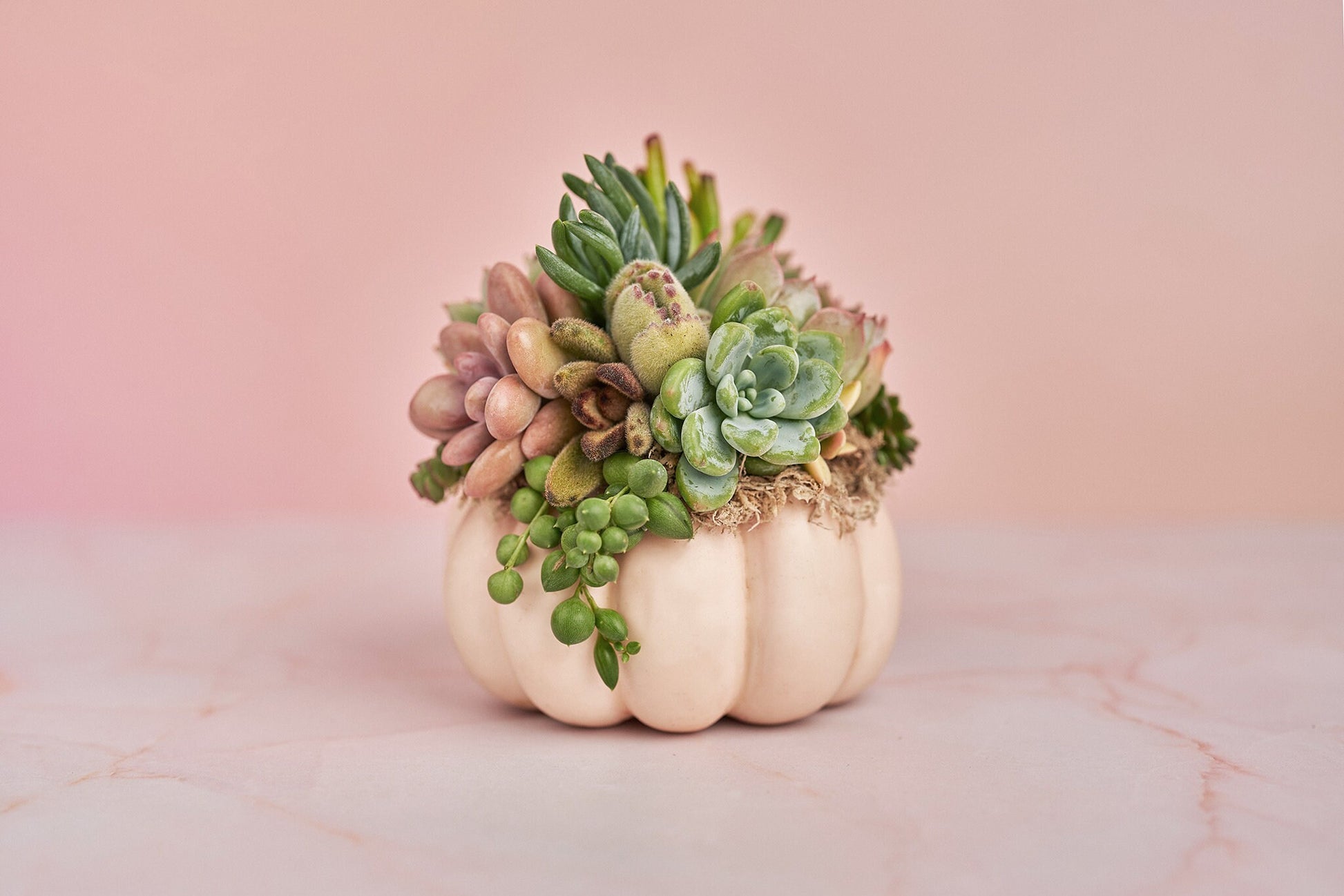 Small Pink Blush Succulent Pumpkin | Fall Gift for Housewarming & Hosts | Autumn Table Decor | Halloween- Thanksgiving Decor