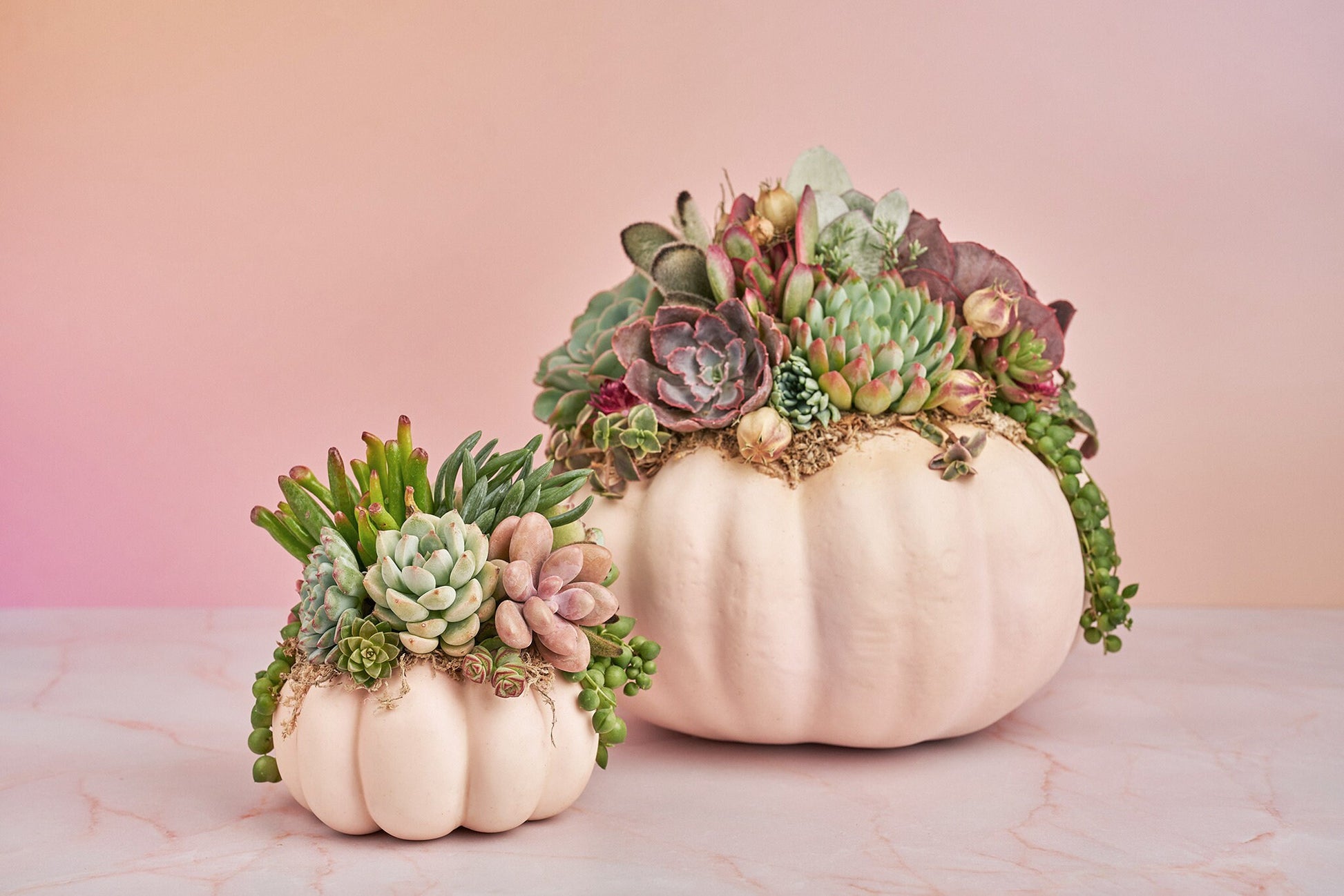 Small Pink Blush Succulent Pumpkin | Fall Gift for Housewarming & Hosts | Autumn Table Decor | Halloween- Thanksgiving Decor