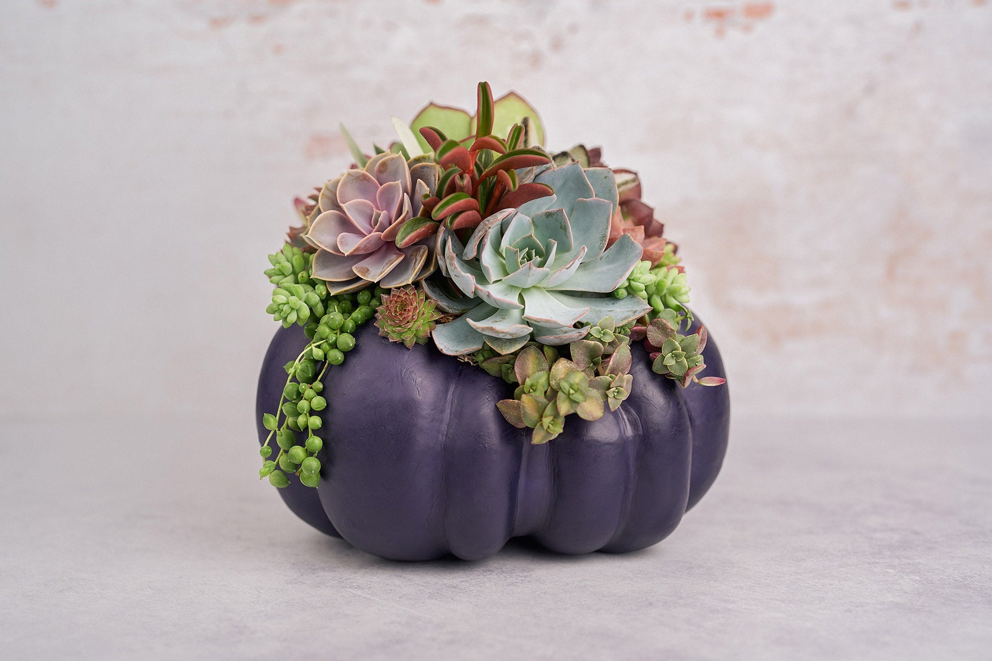 Large Dark Purple Succulent Pumpkin | Fall Gift for Housewarming & Hosts | Autumn Table Decor | Halloween-Thanksgiving Decorating