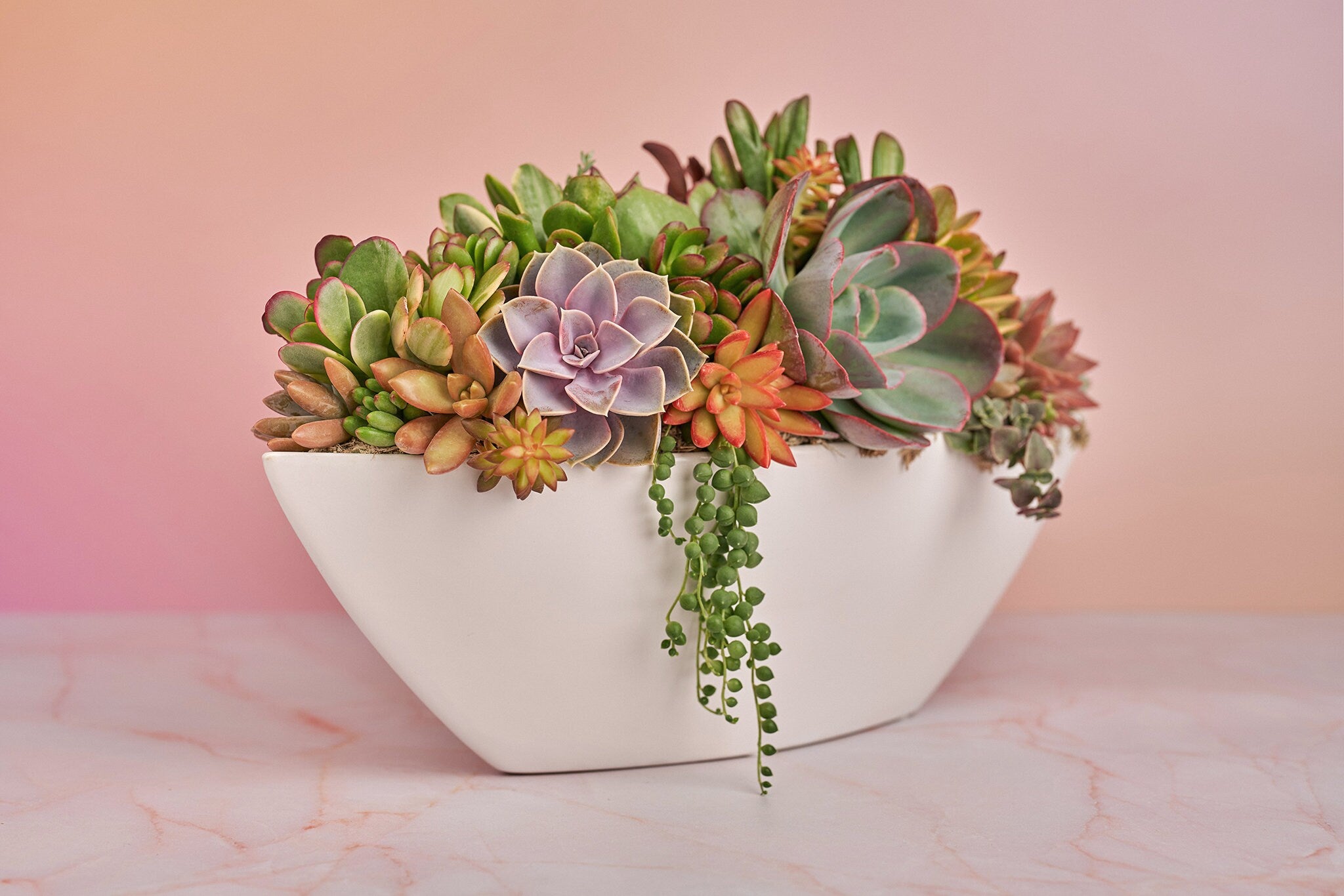 Live succulent arrangement sale in etched gold boat planter, housewarming gift, tabletop centerpiece, oval planter, birthday gift