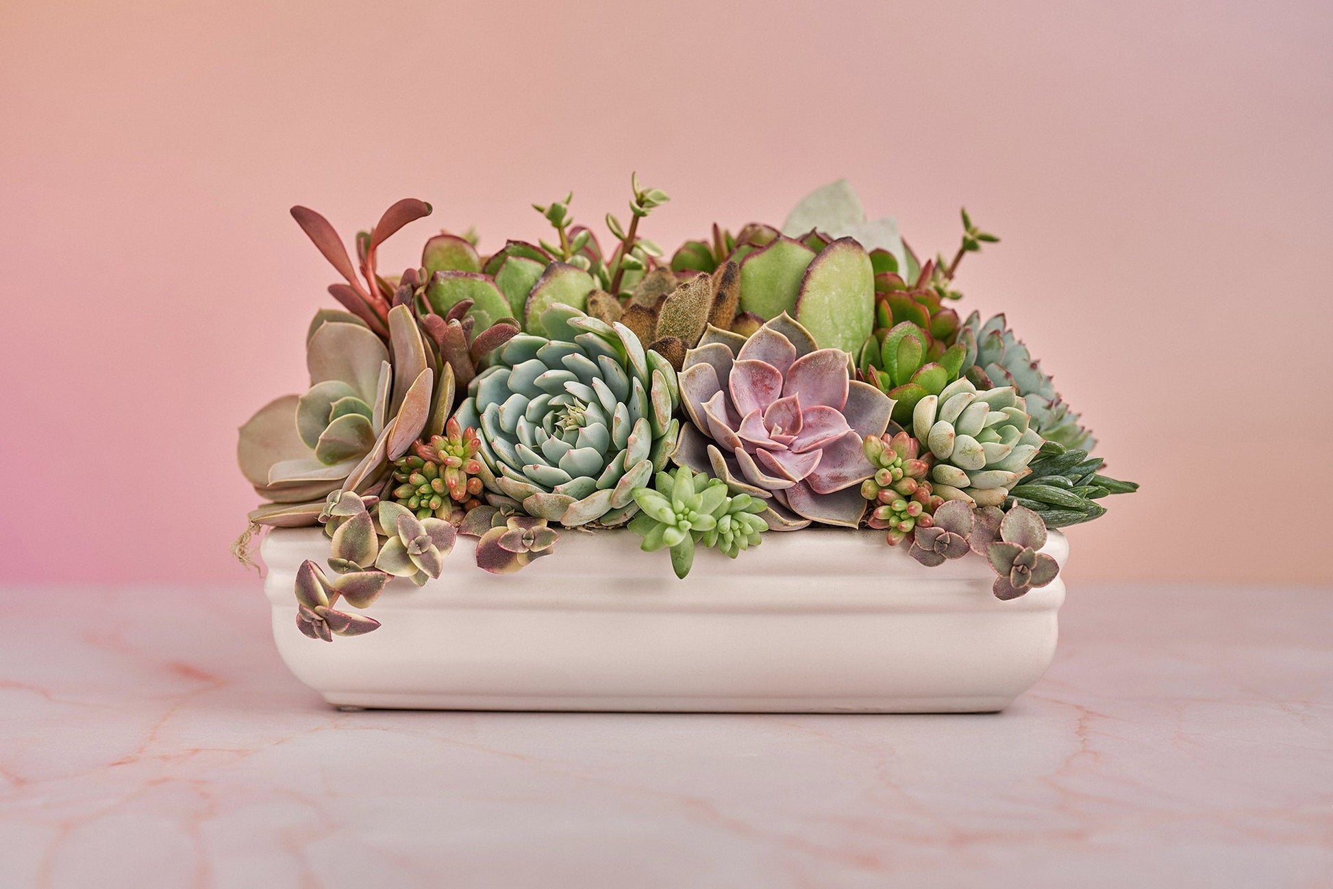 Long White Ceramic Living Succulent Arrangement Gift | Alt Floral Wedding Event Centerpiece Centerpiece | Indoor Garden