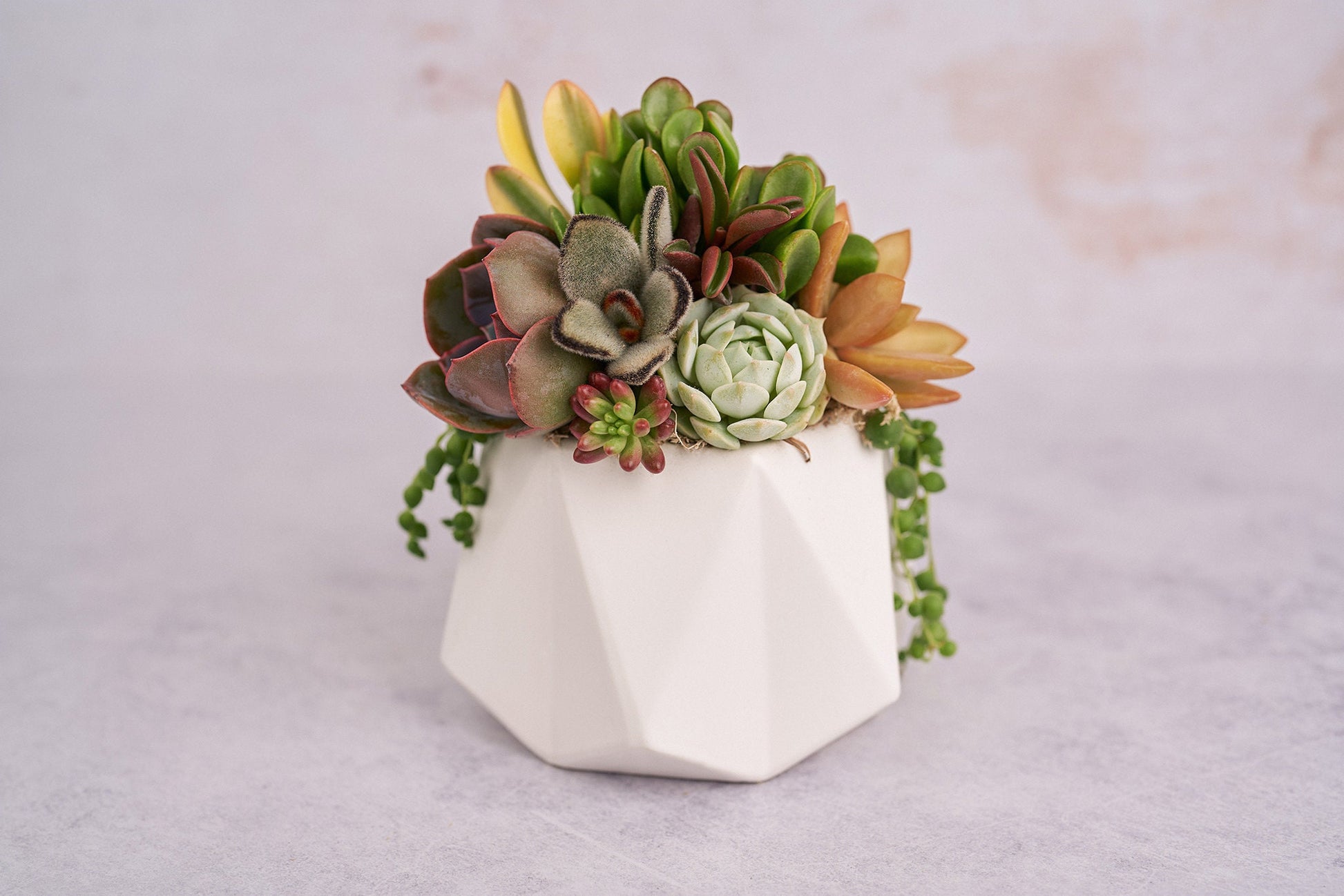 Small Geometric White Living Succulent Arrangement Gift | Alt Floral Wedding Event Centerpiece