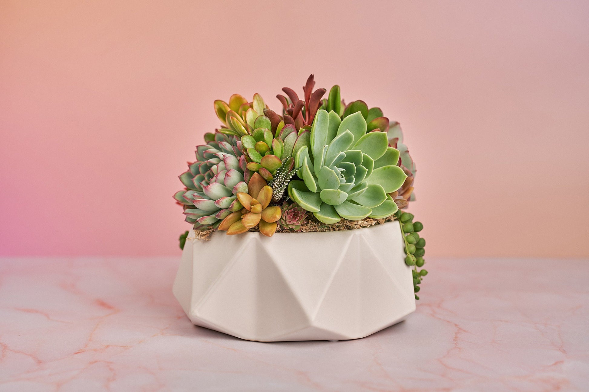 Geometric White Bowl Living Succulent Arrangement Gift | Alt Floral Wedding Event Centerpiece