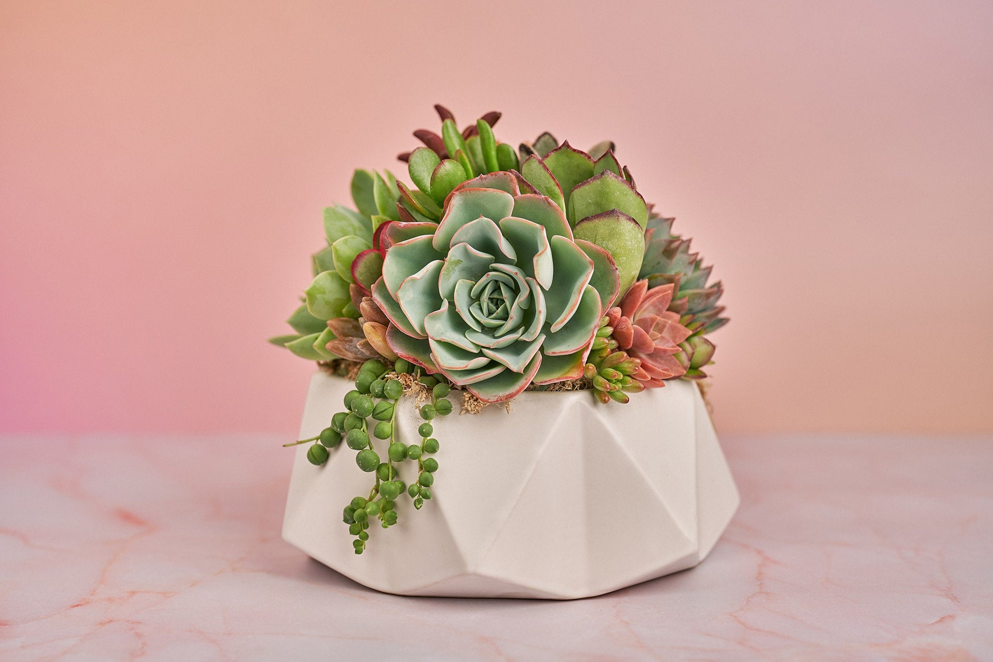 Geometric White Bowl Living Succulent Arrangement Gift | Alt Floral Wedding Event Centerpiece