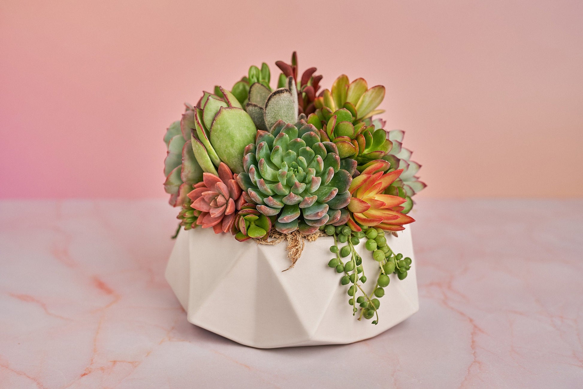 Geometric White Bowl Living Succulent Arrangement Gift | Alt Floral Wedding Event Centerpiece