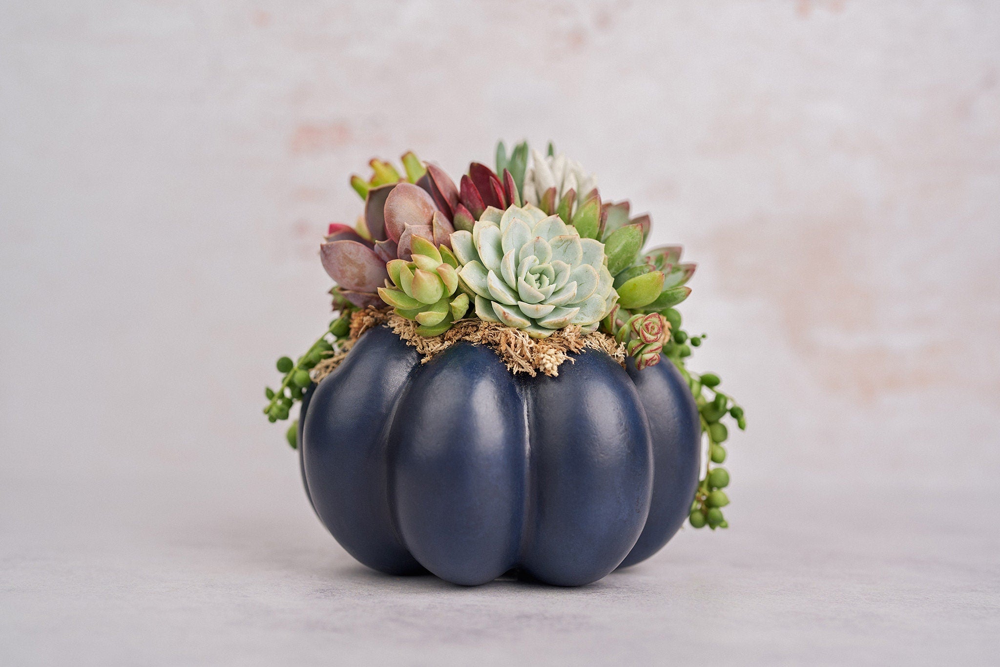 Medium Navy Blue Succulent Pumpkin | Fall Gift for Housewarming & Hosts | Autumn Table Decor | Halloween- Thanksgiving Decor