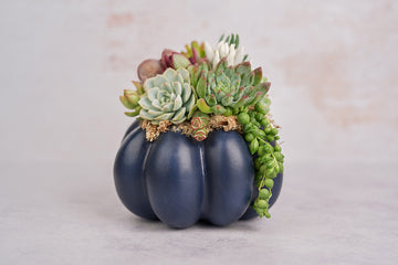 Medium Navy Blue Succulent Pumpkin | Fall Gift for Housewarming & Hosts | Autumn Table Decor | Halloween- Thanksgiving Decor