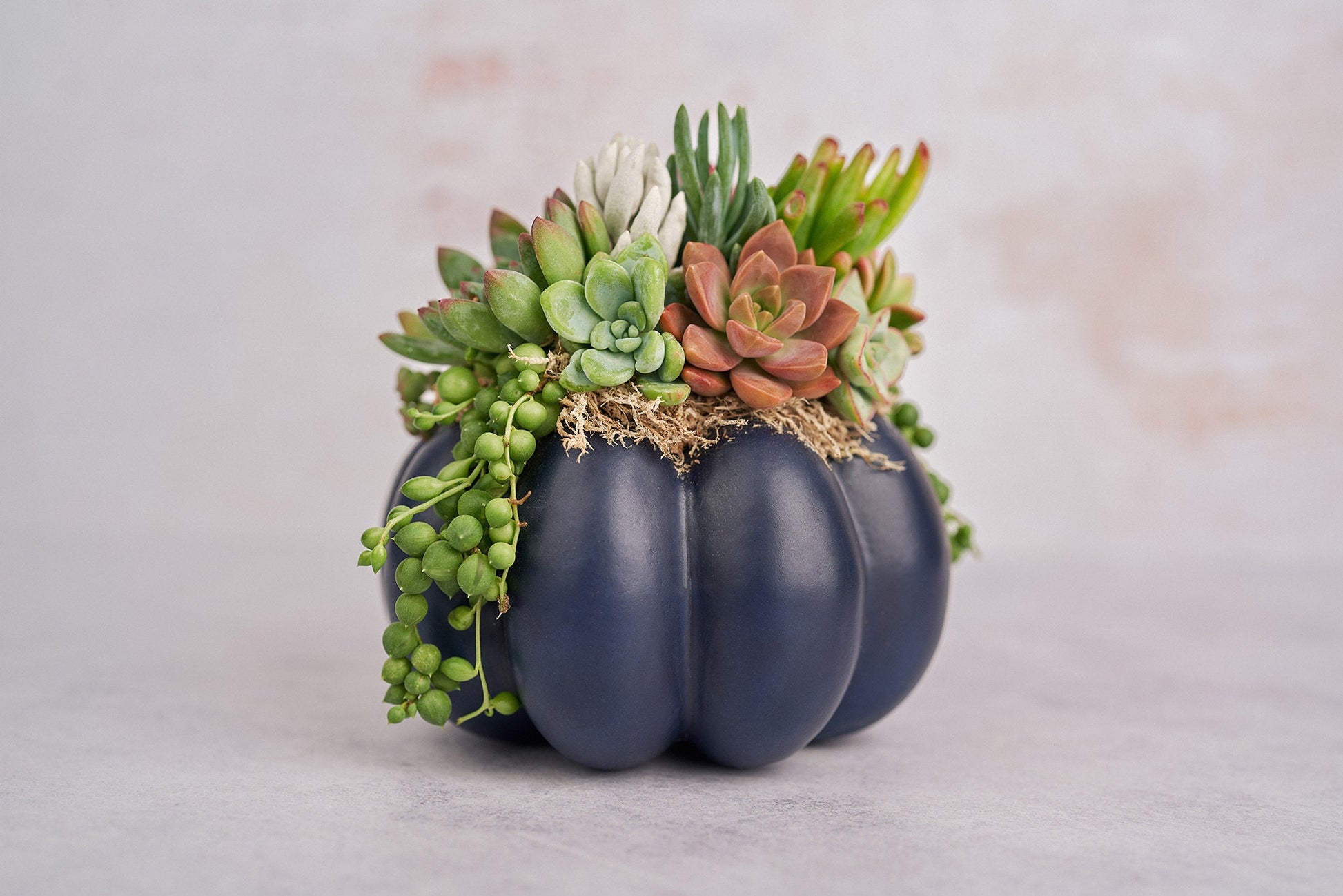 Medium Navy Blue Succulent Pumpkin | Fall Gift for Housewarming & Hosts | Autumn Table Decor | Halloween- Thanksgiving Decor