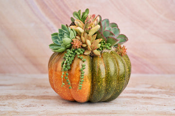 Orange-Green Faux Pumpkin with Living Succulents | Fall Gift for Housewarming & Hosts | Autumn Table Decor | Thanksgiving-Halloween