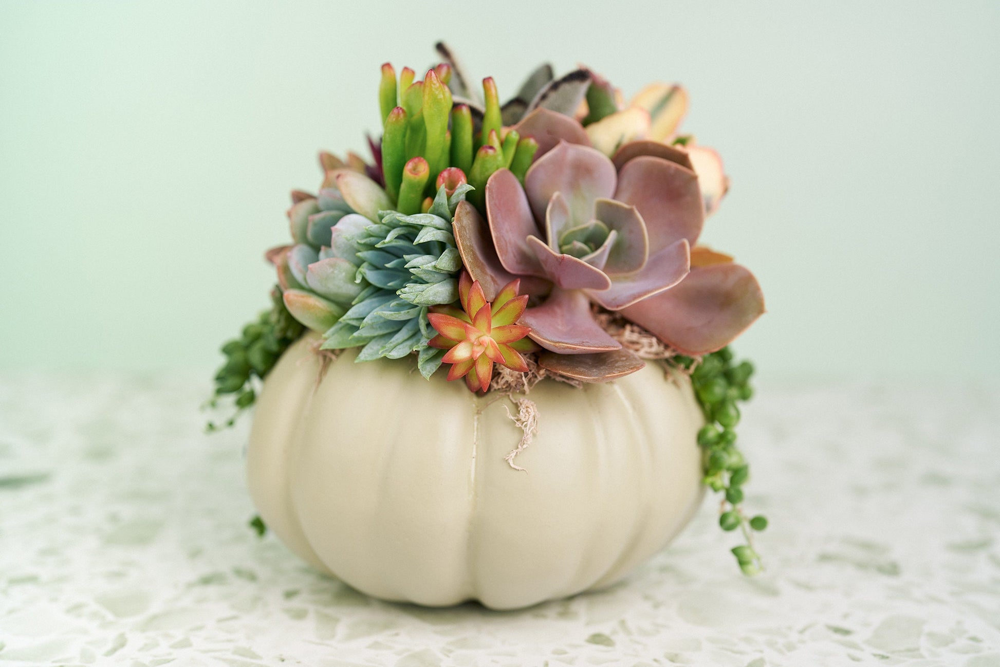 Sage Green Succulent Pumpkin | Fall Gift for Housewarming & Hosts | Autumn Table Decor | Halloween- Thanksgiving Decor