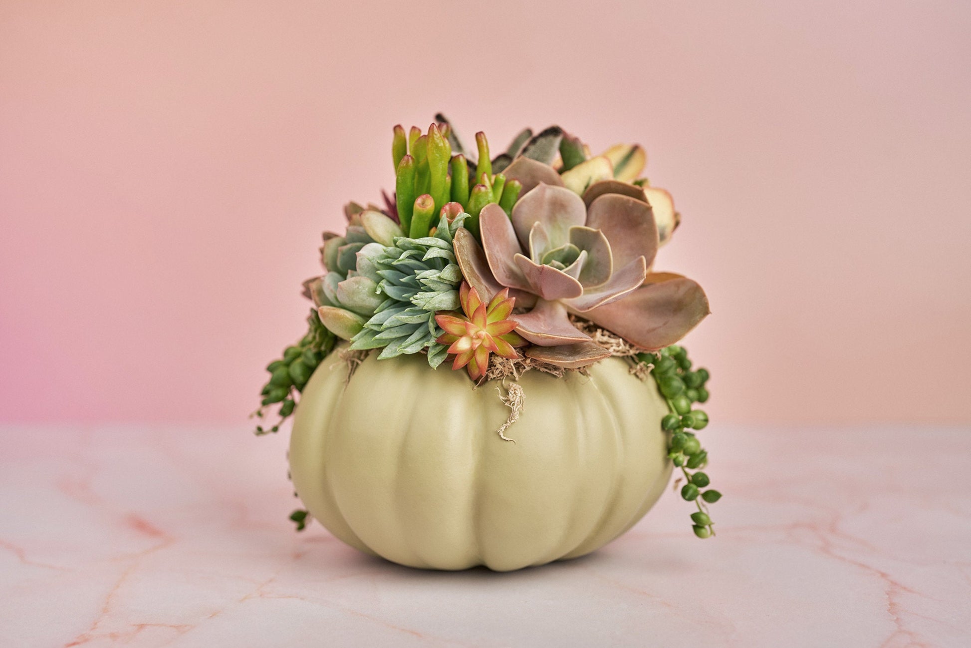 Sage Green Succulent Pumpkin | Fall Gift for Housewarming & Hosts | Autumn Table Decor | Halloween- Thanksgiving Decor