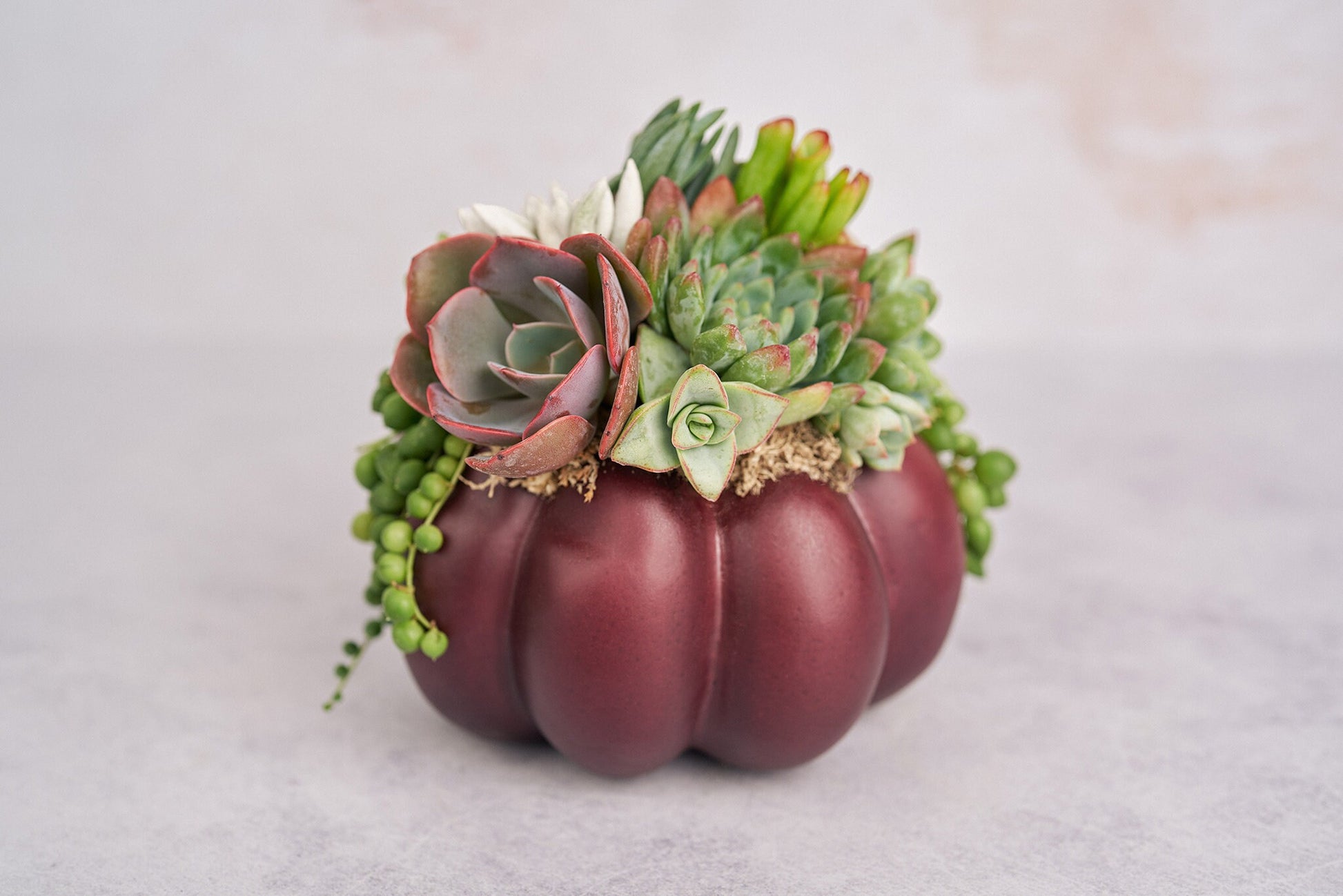 Medium Plum Succulent Pumpkin | Fall Gift for Housewarming & Hosts | Autumn Table Decor | Thanksgiving-Halloween Decor