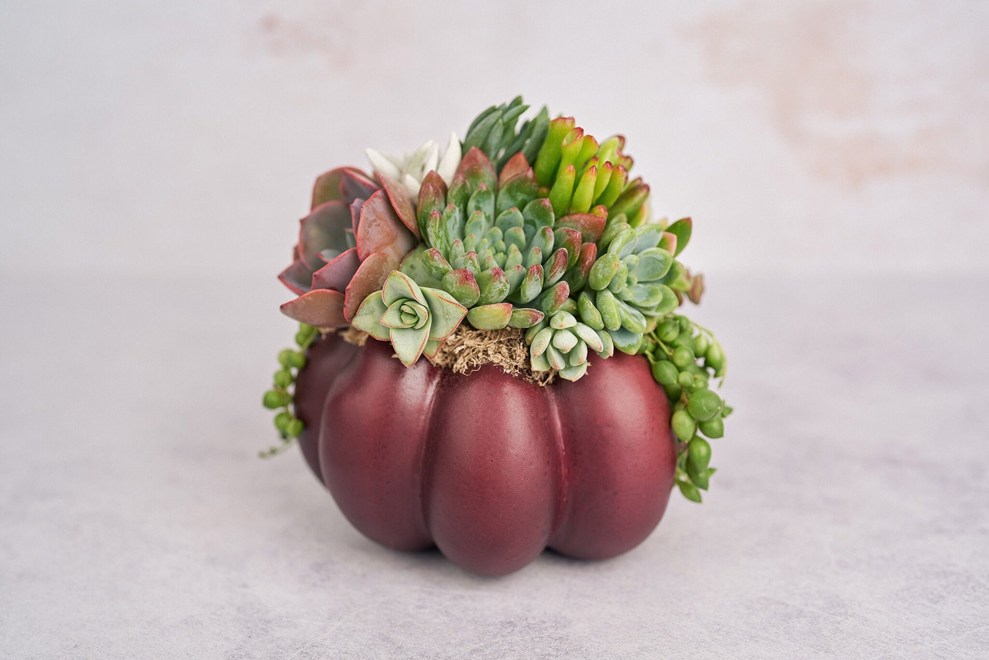 Medium Plum Succulent Pumpkin | Fall Gift for Housewarming & Hosts | Autumn Table Decor | Thanksgiving-Halloween Decor