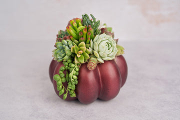 Medium Plum Succulent Pumpkin | Fall Gift for Housewarming & Hosts | Autumn Table Decor | Thanksgiving-Halloween Decor