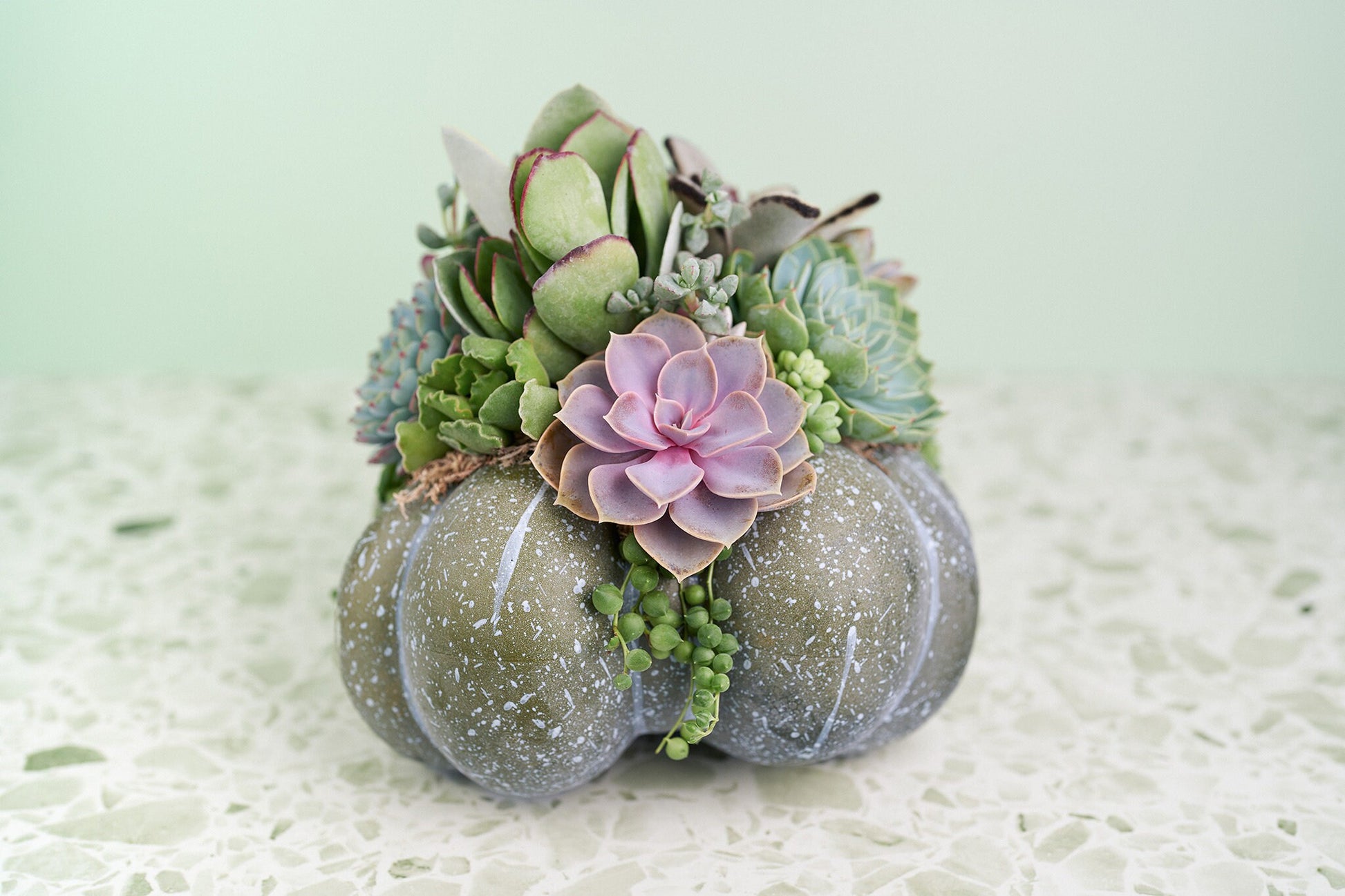 Large Blue-Green Succulent Pumpkin | Fall Gift for Housewarming & Hosts | Autumn Table Decor | Halloween- Thanksgiving Decor