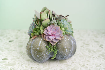 Large Blue-Green Succulent Pumpkin