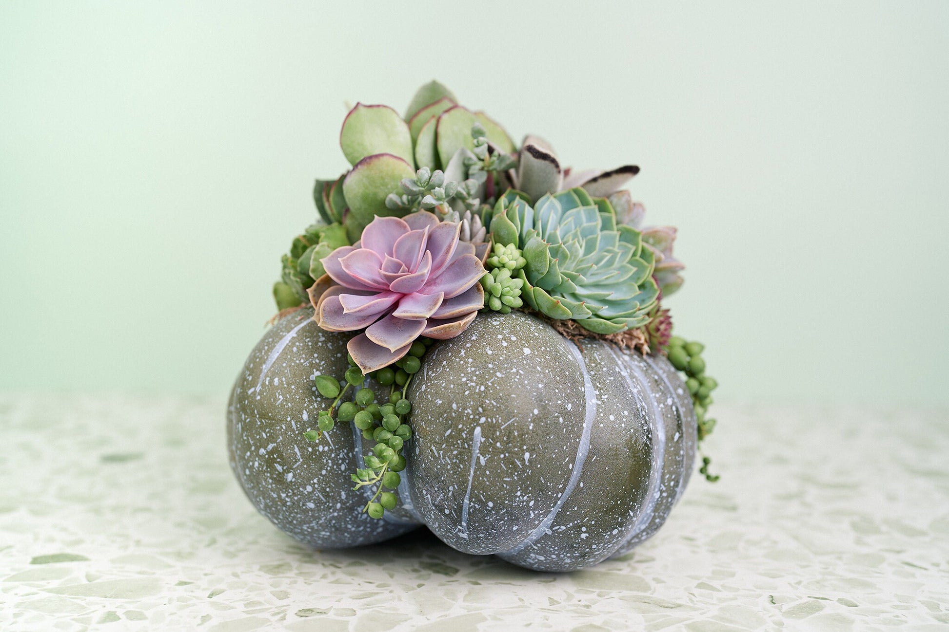 Large Blue-Green Succulent Pumpkin | Fall Gift for Housewarming & Hosts | Autumn Table Decor | Halloween- Thanksgiving Decor