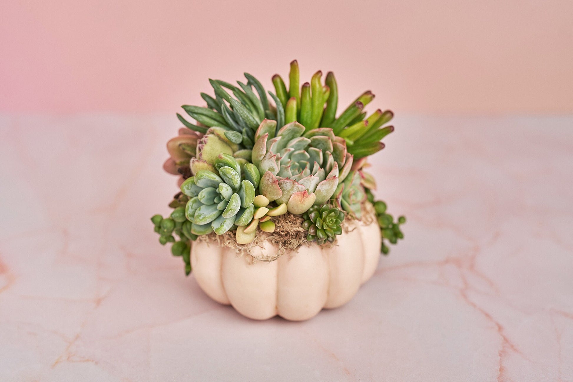 Small Pink Blush Succulent Pumpkin | Fall Gift for Housewarming & Hosts | Autumn Table Decor | Halloween- Thanksgiving Decor