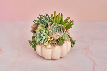 Pink Succulent Pumpkin: Small