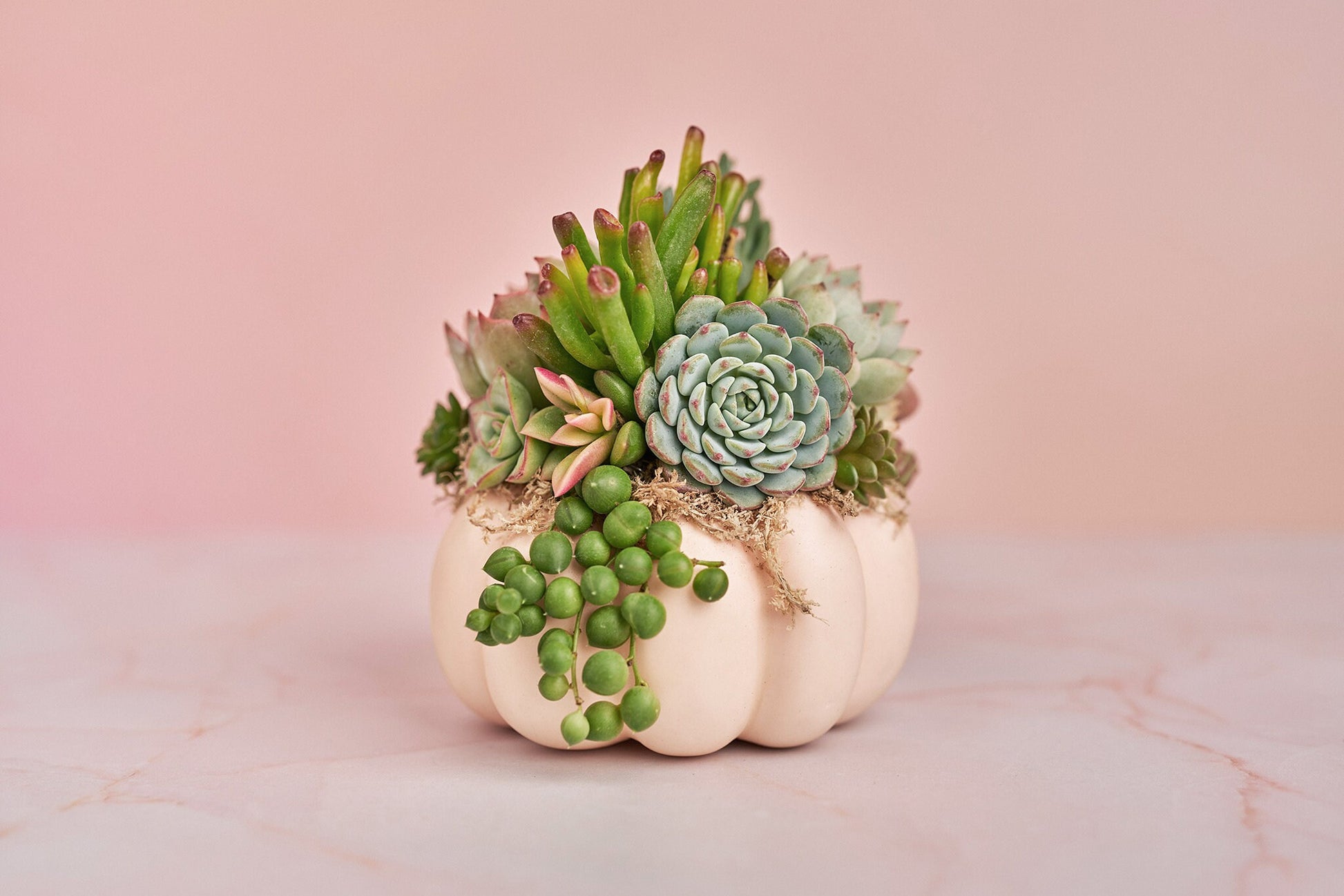 Small Pink Blush Succulent Pumpkin | Fall Gift for Housewarming & Hosts | Autumn Table Decor | Halloween- Thanksgiving Decor