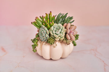 Small Pink Blush Succulent Pumpkin | Fall Gift for Housewarming & Hosts | Autumn Table Decor | Halloween- Thanksgiving Decor