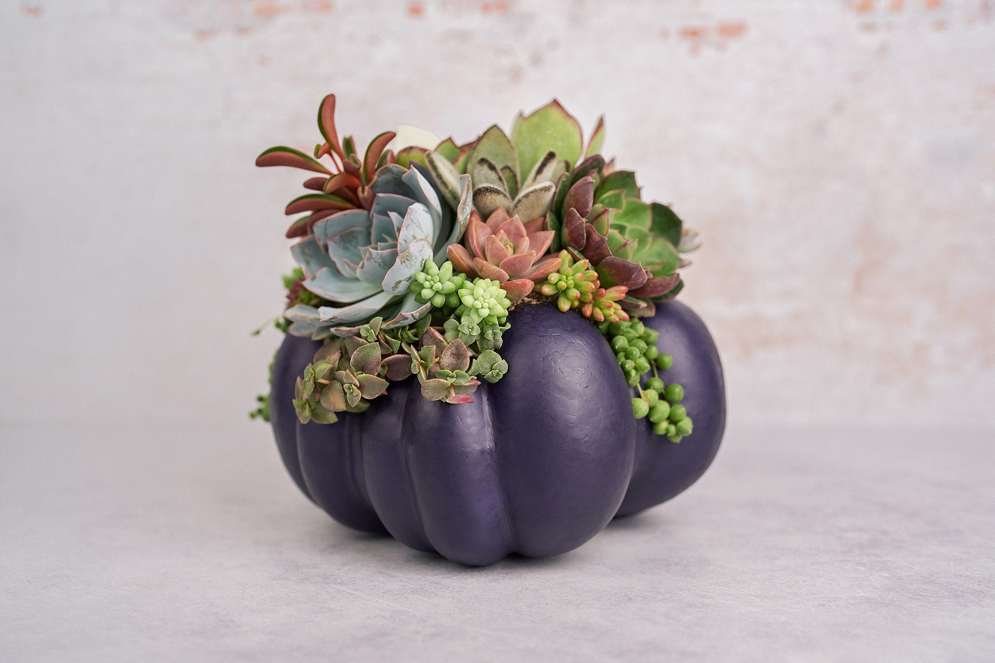 Large Dark Purple Succulent Pumpkin | Fall Gift for Housewarming & Hosts | Autumn Table Decor | Halloween-Thanksgiving Decorating