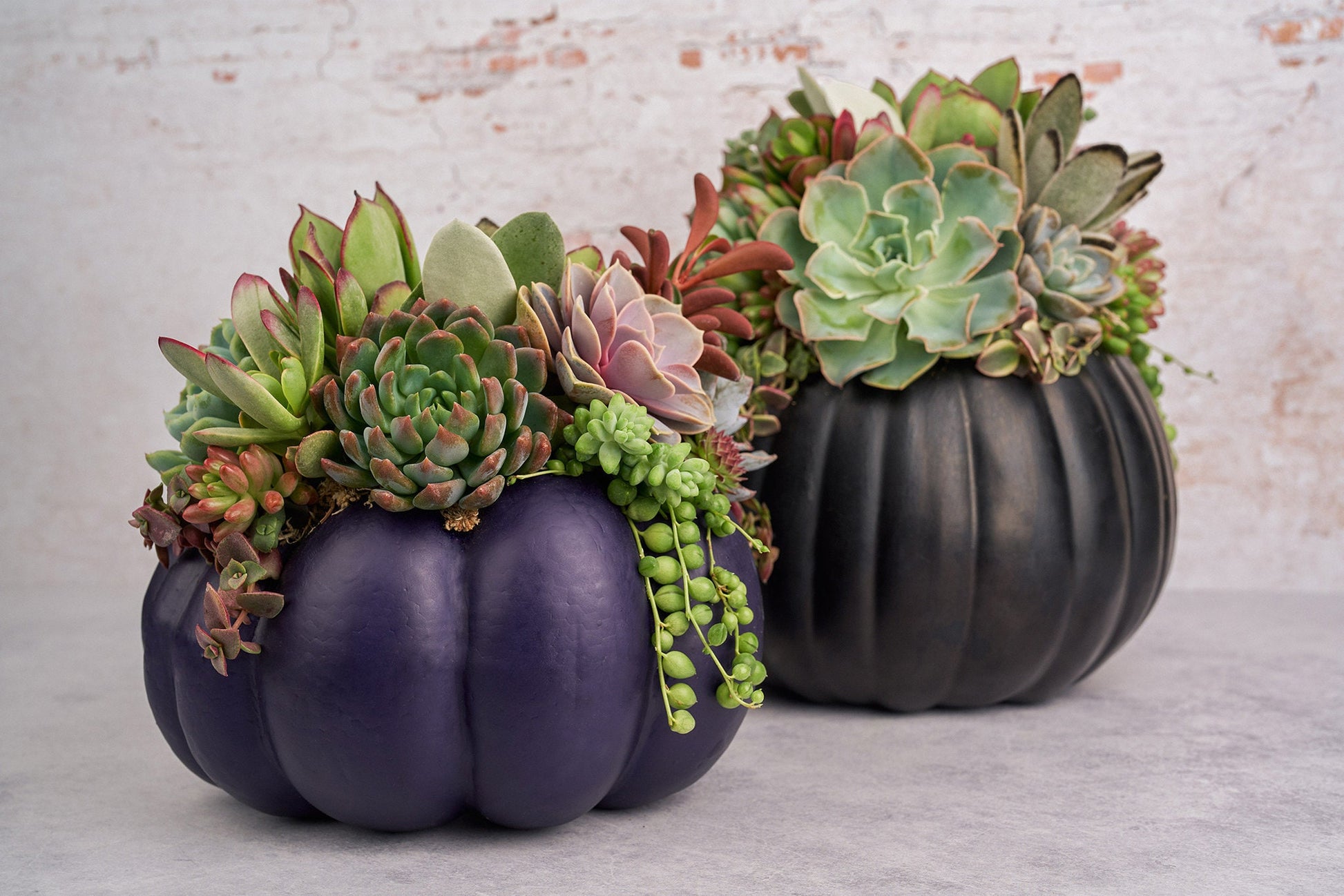 Large Dark Purple Succulent Pumpkin | Fall Gift for Housewarming & Hosts | Autumn Table Decor | Halloween-Thanksgiving Decorating