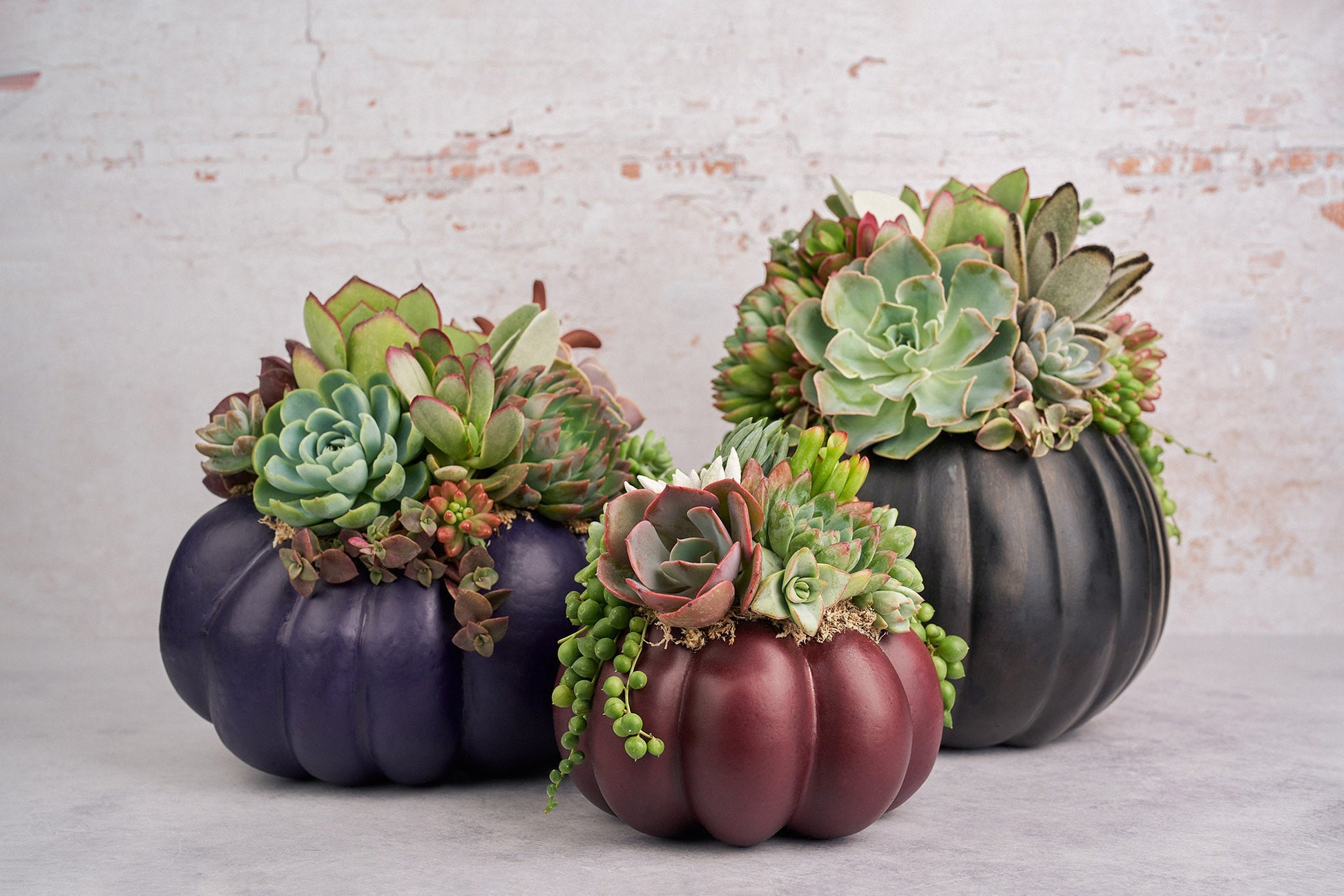 Large Dark Purple Succulent Pumpkin | Fall Gift for Housewarming & Hosts | Autumn Table Decor | Halloween-Thanksgiving Decorating