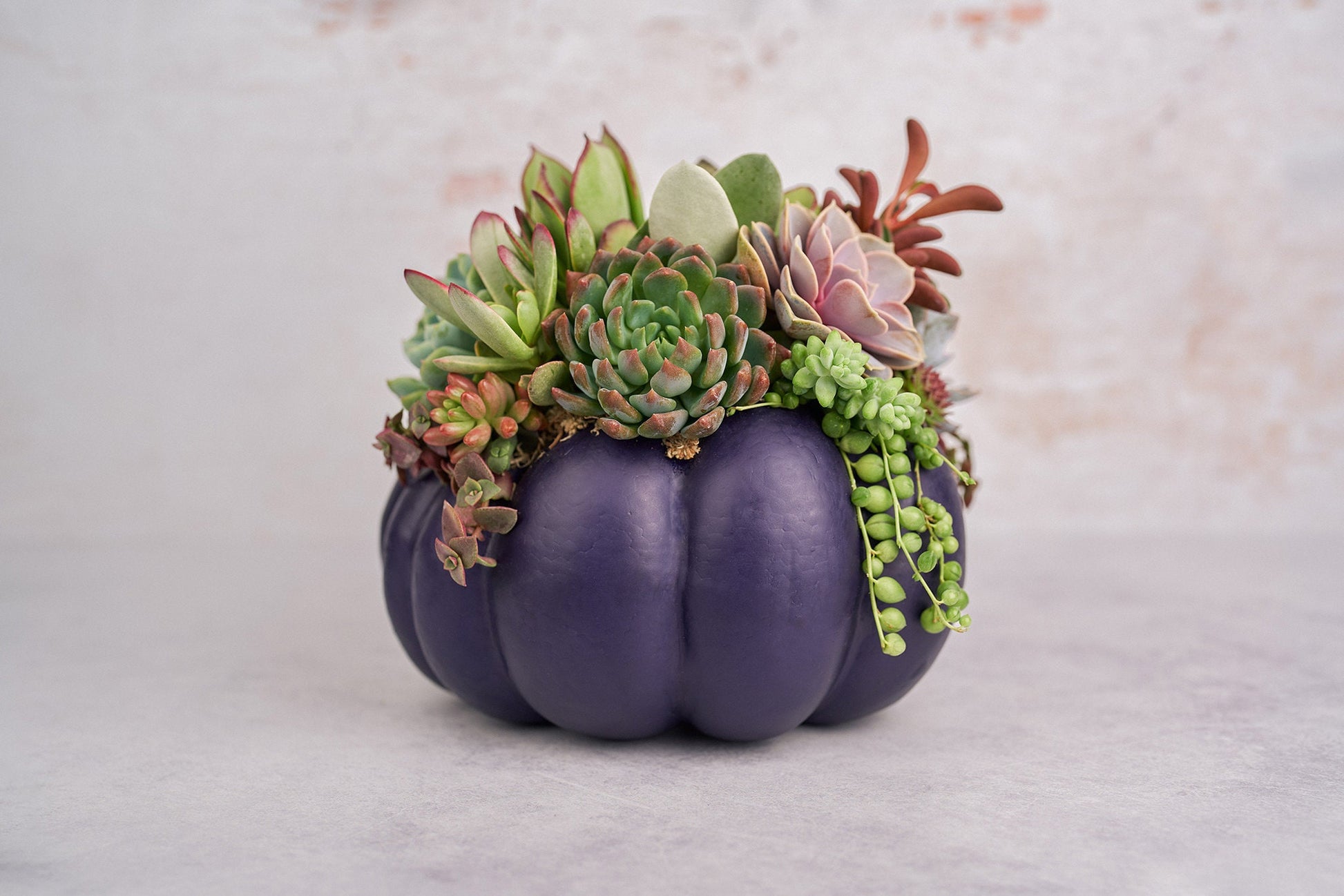 Large Dark Purple Succulent Pumpkin | Fall Gift for Housewarming & Hosts | Autumn Table Decor | Halloween-Thanksgiving Decorating