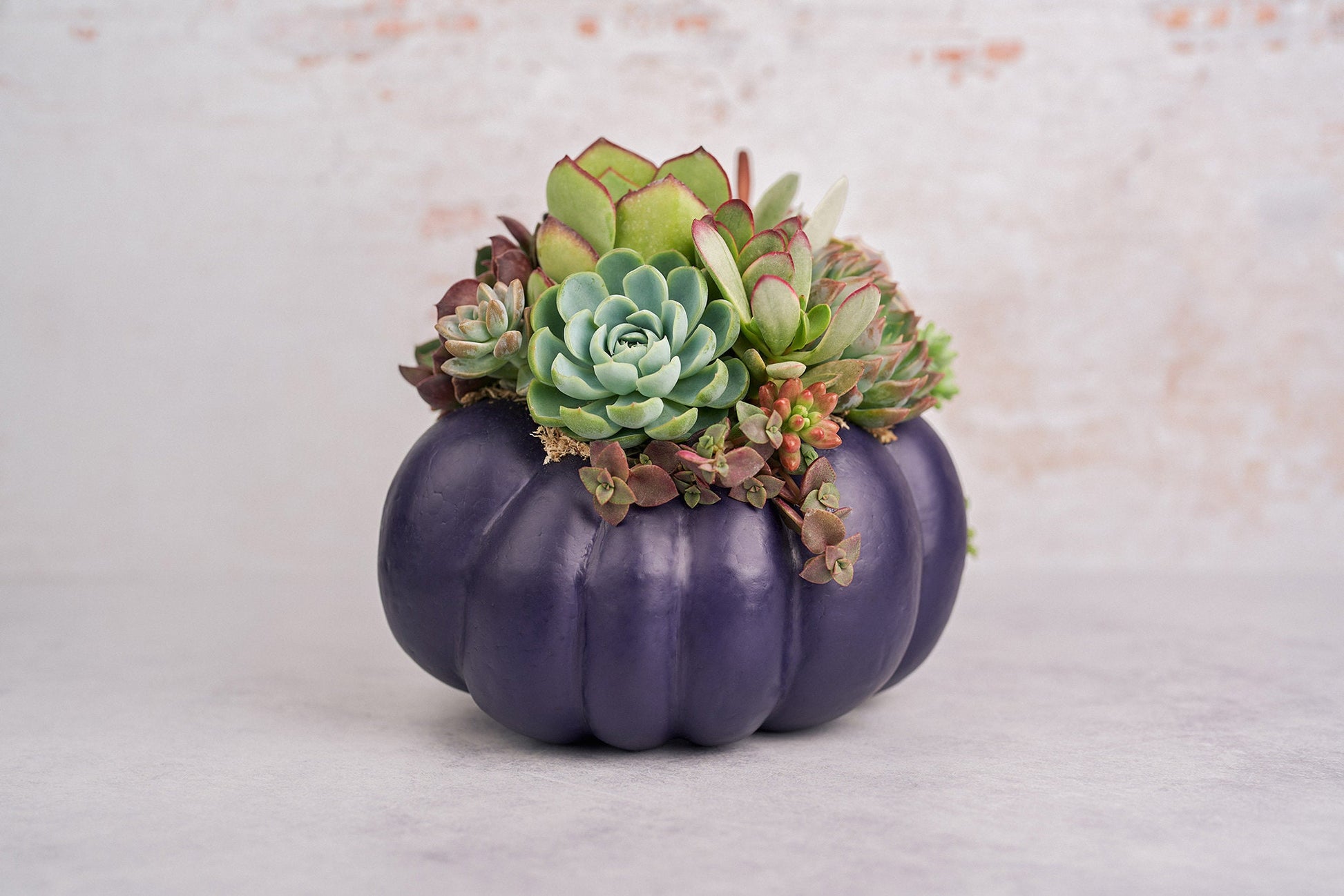 Large Dark Purple Succulent Pumpkin | Fall Gift for Housewarming & Hosts | Autumn Table Decor | Halloween-Thanksgiving Decorating