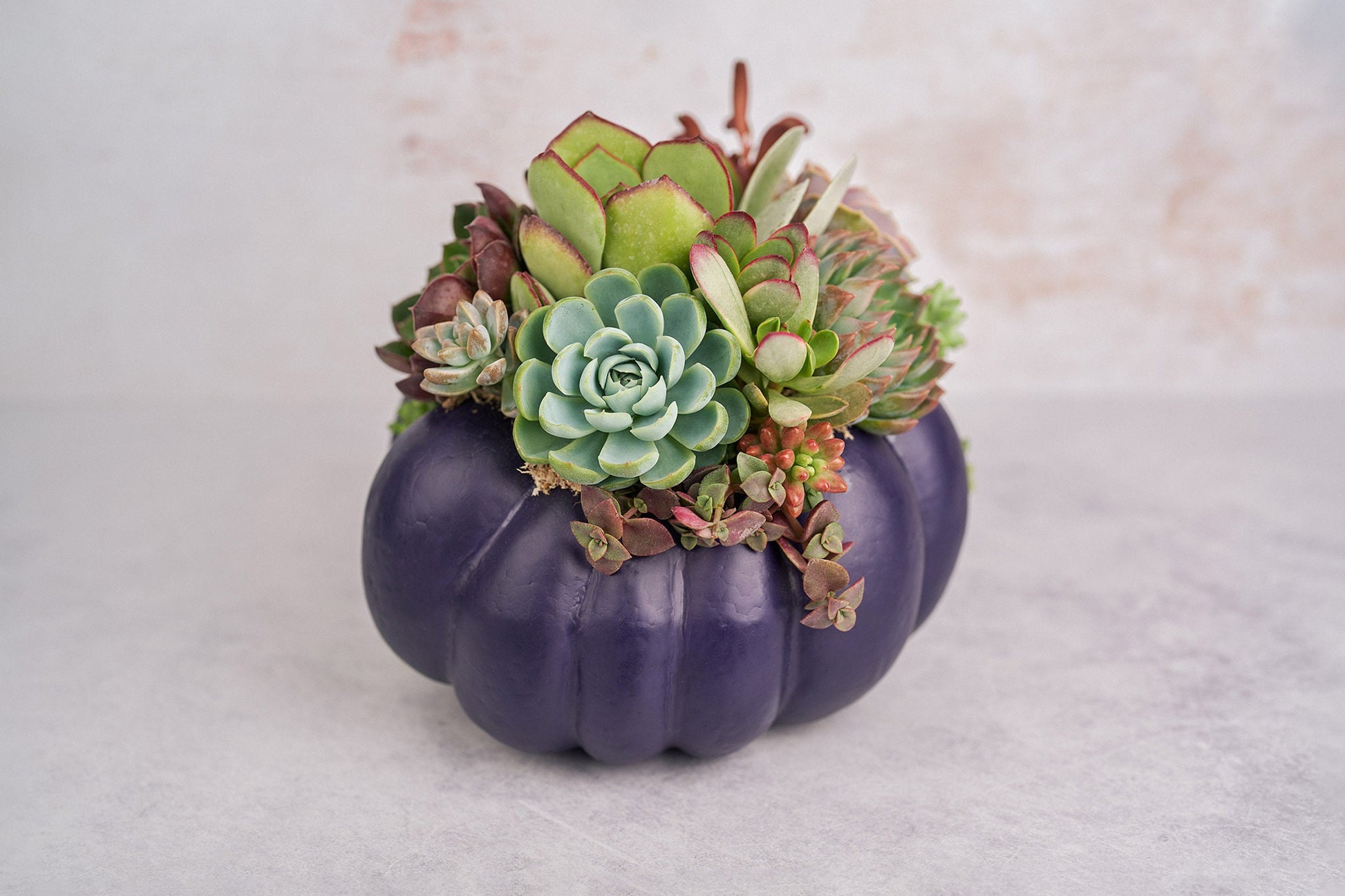 Large Dark Purple Succulent Pumpkin | Fall Gift for Housewarming & Hosts | Autumn Table Decor | Halloween-Thanksgiving Decorating