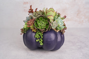 Large Dark Purple Succulent Pumpkin | Fall Gift for Housewarming & Hosts | Autumn Table Decor | Halloween-Thanksgiving Decorating