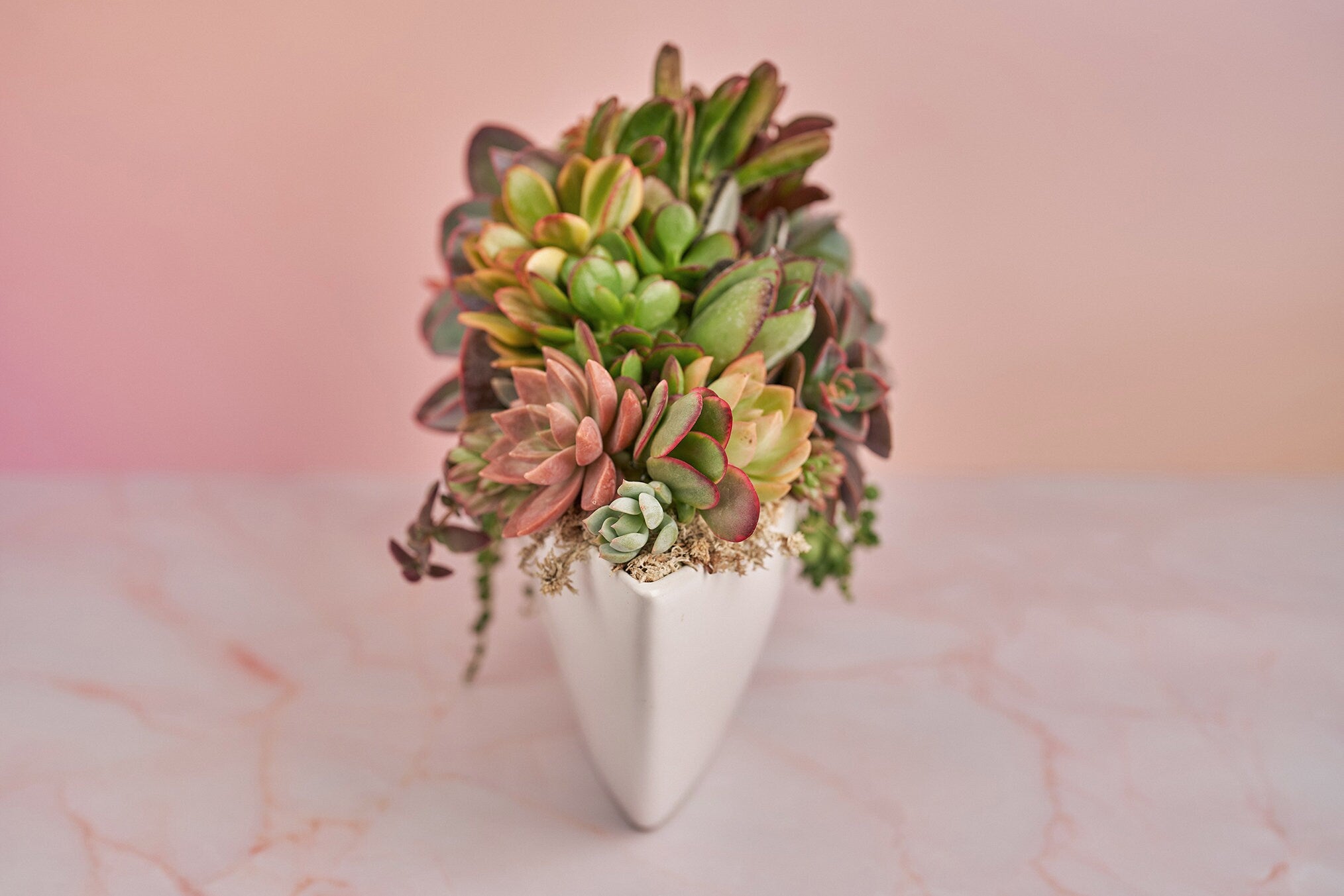 Live succulent arrangement in etched gold boat planter, deals housewarming gift, tabletop centerpiece, oval planter, birthday gift