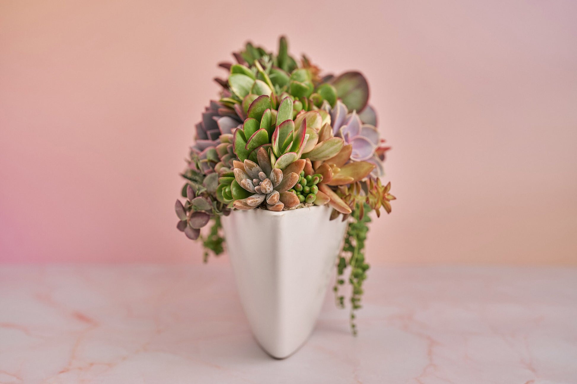 Long White Ceramic Boat Living Succulent Arrangement Gift | Alt Floral Wedding Event Centerpiece | Indoor Garden