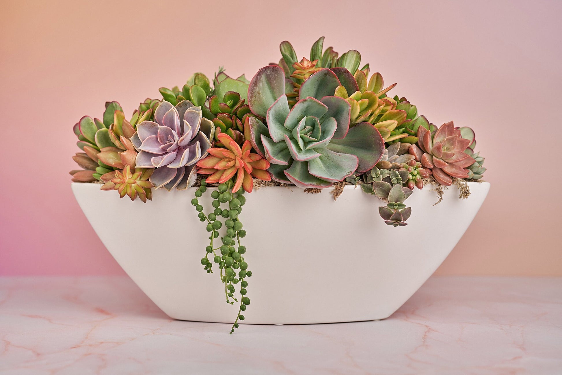 Long White Ceramic Boat Living Succulent Arrangement Gift | Alt Floral Wedding Event Centerpiece | Indoor Garden